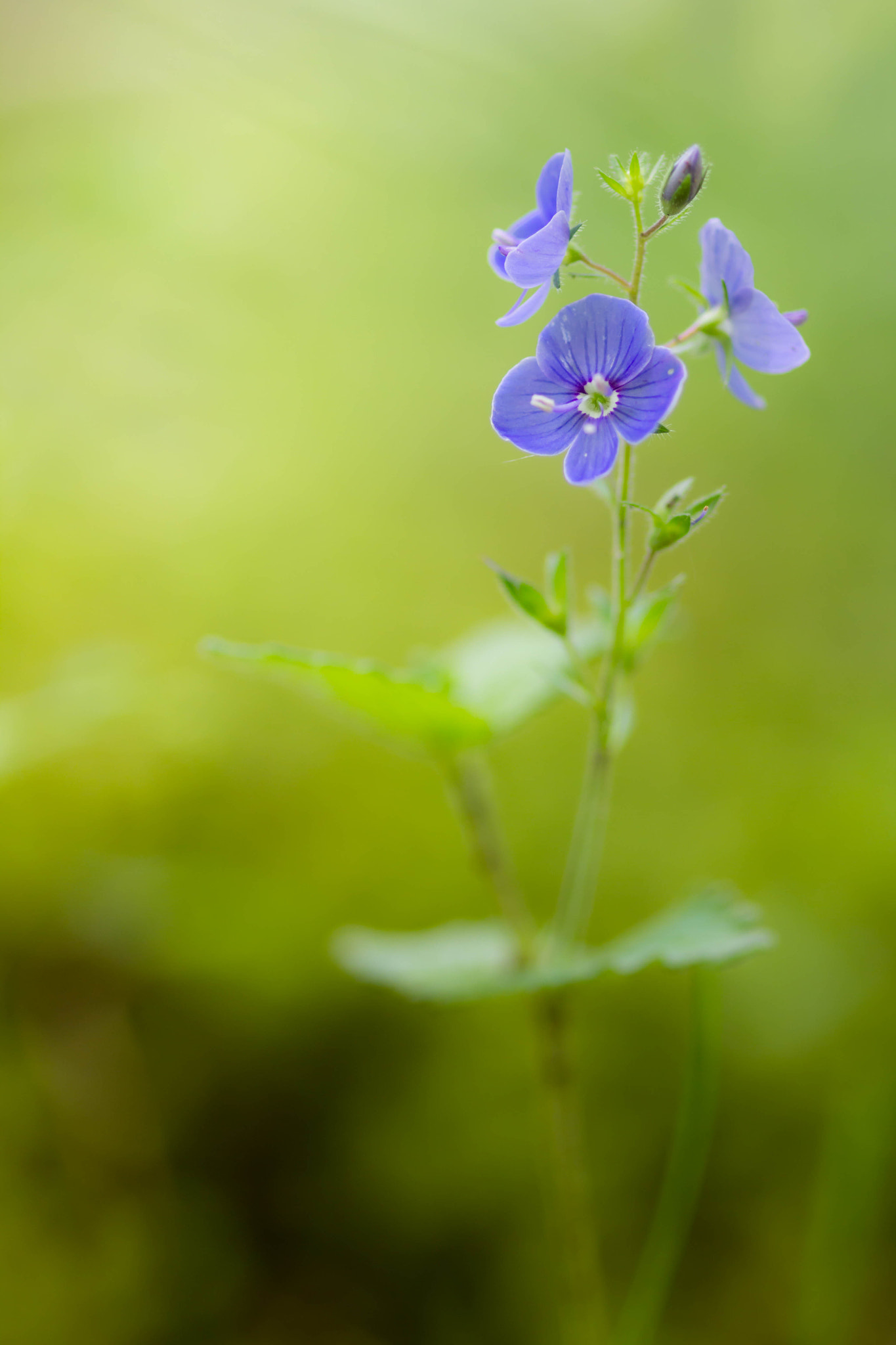 Canon EOS 60D + Sigma 105mm F2.8 EX DG Macro sample photo. Blooming photography