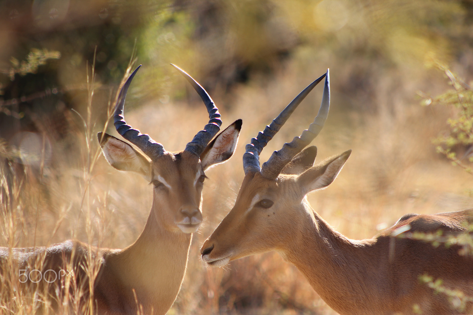 Canon EF 75-300mm f/4-5.6 USM sample photo. Two impalas in the pilanesberg photography