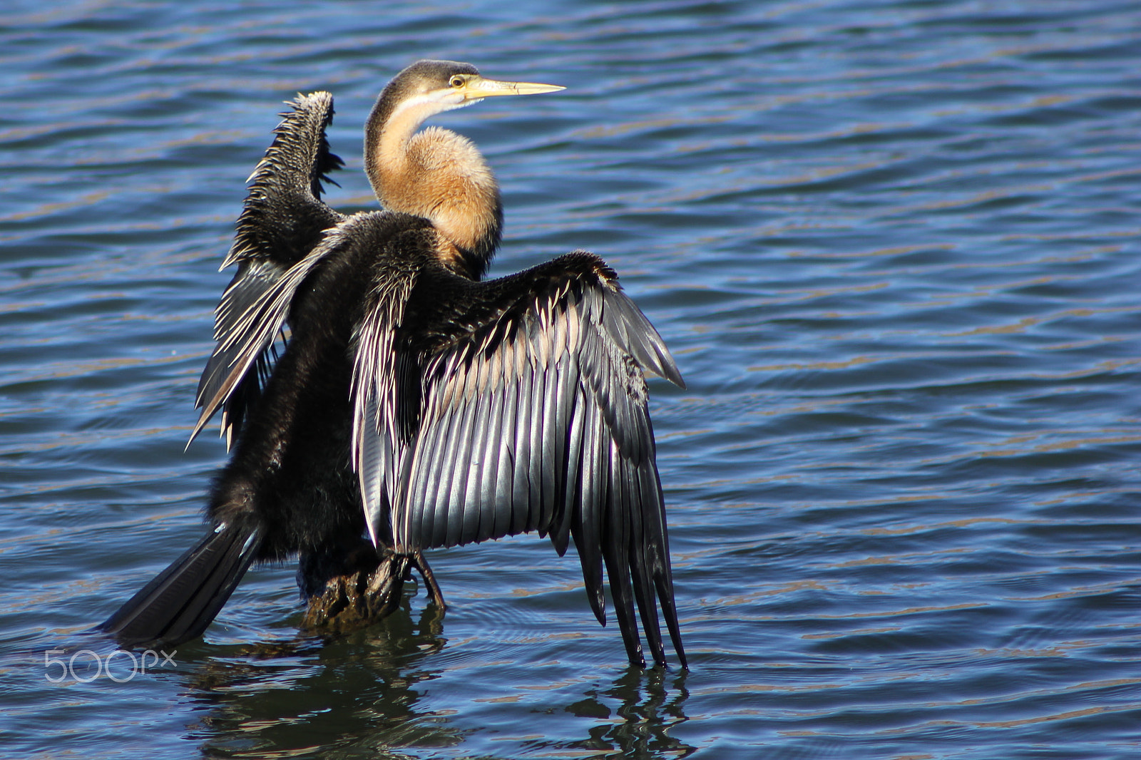 Canon EOS 550D (EOS Rebel T2i / EOS Kiss X4) + Canon EF 75-300mm f/4-5.6 USM sample photo. An african darter in the pilanesberg photography