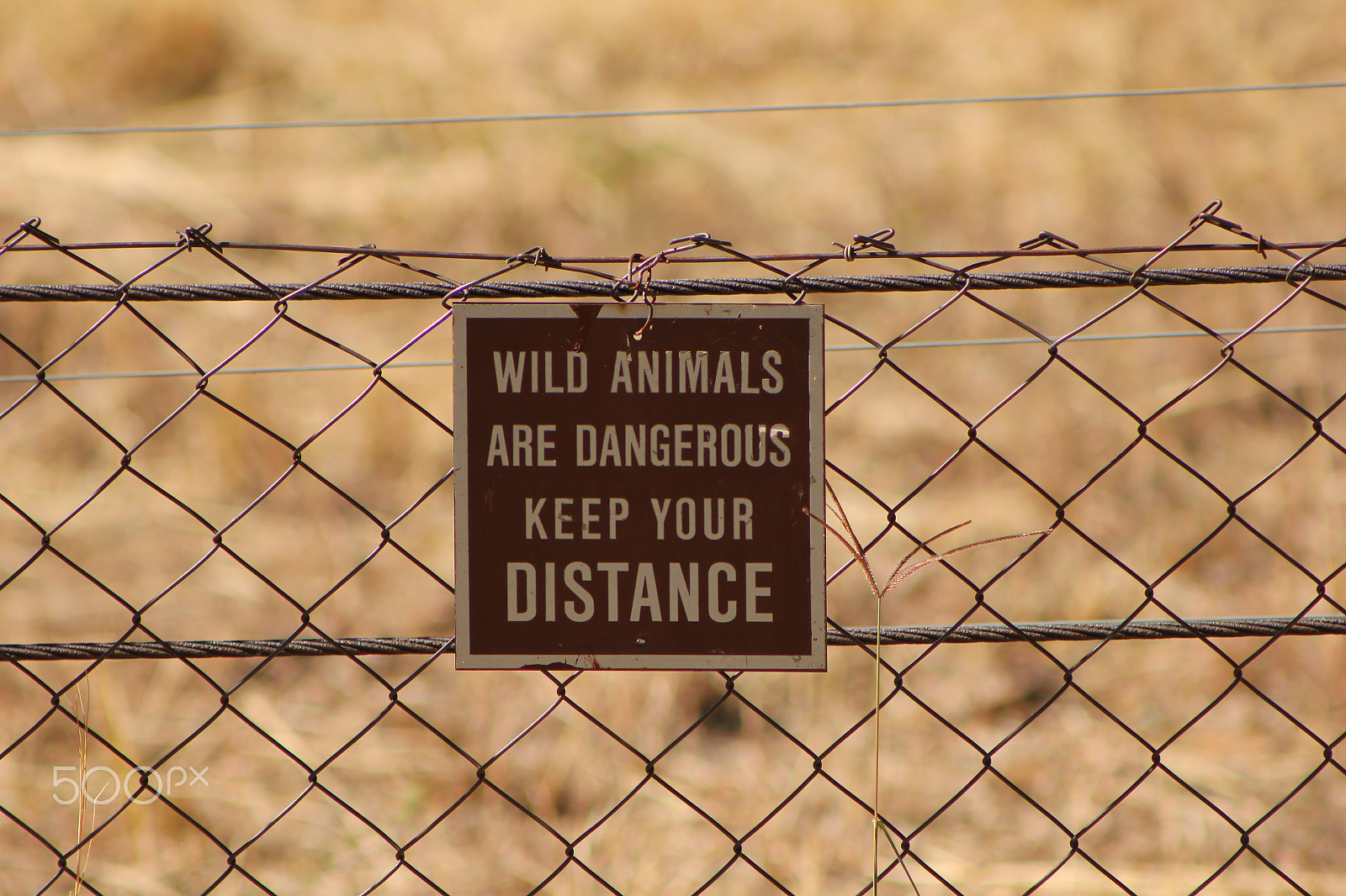 Canon EF 75-300mm f/4-5.6 USM sample photo. Wild animals are dangerous, keep your distance photography