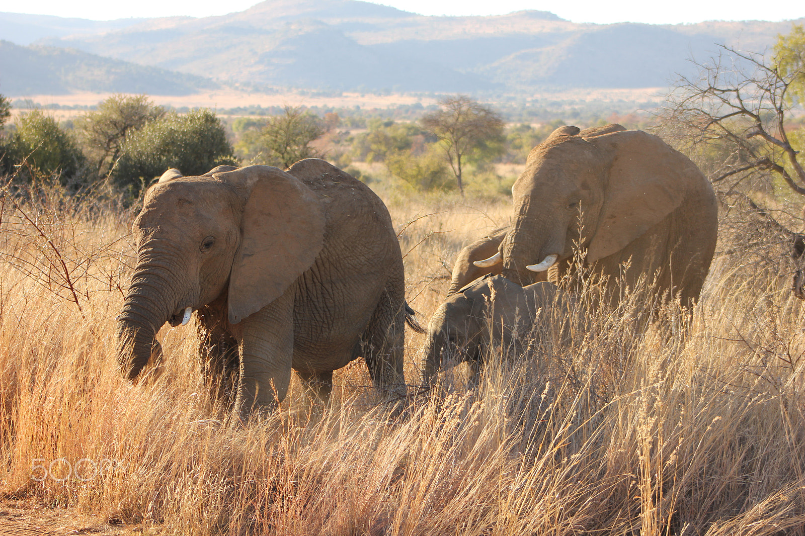 Canon EF 75-300mm f/4-5.6 USM sample photo. Elephant in the pilanesberg photography