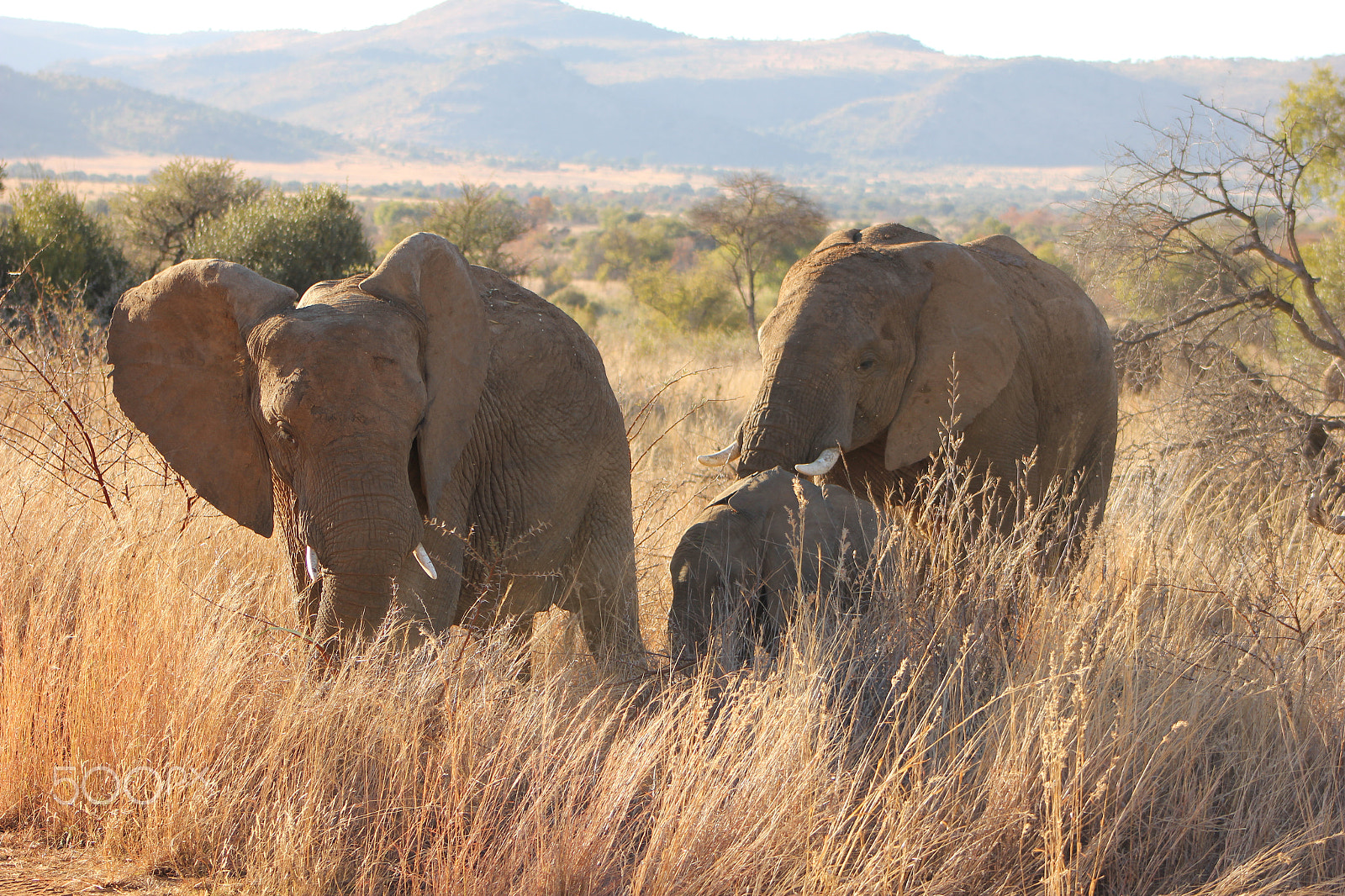 Canon EOS 550D (EOS Rebel T2i / EOS Kiss X4) + Canon EF 75-300mm f/4-5.6 USM sample photo. Elephants in the pilanesberg photography