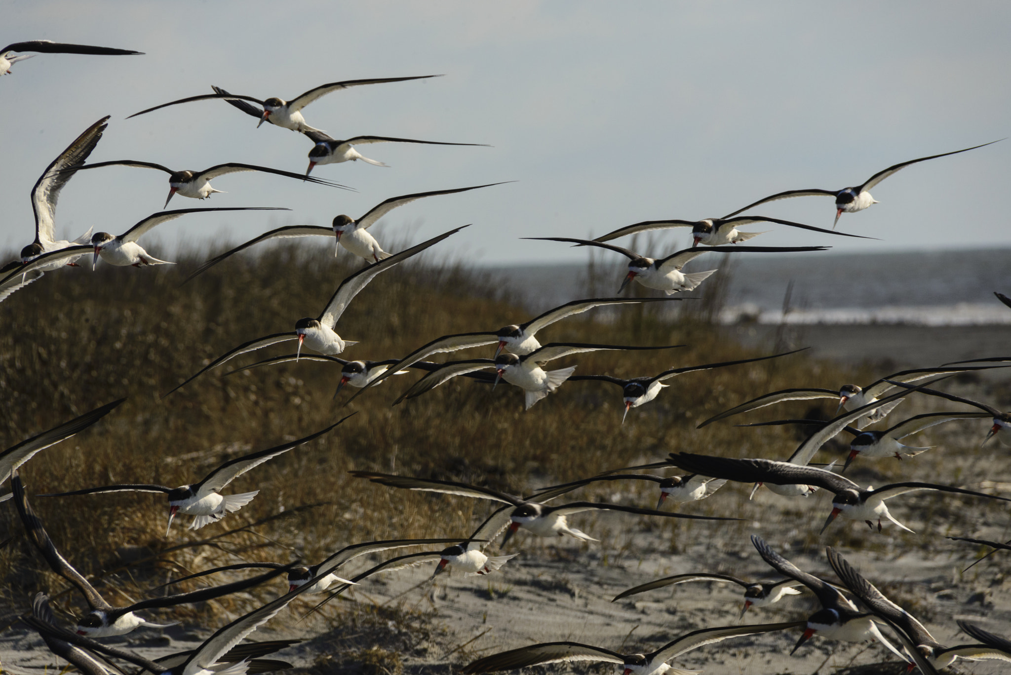 Sigma 50-500mm F4.5-6.3 DG OS HSM sample photo. Flock of black skimmers in flight photography
