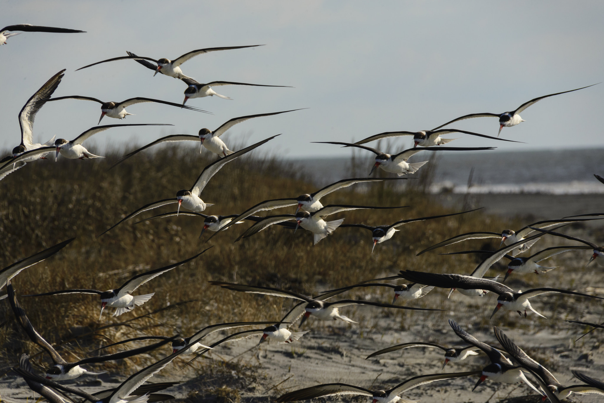 Nikon D600 + Sigma 50-500mm F4.5-6.3 DG OS HSM sample photo. Flock of black skimmers in flight photography