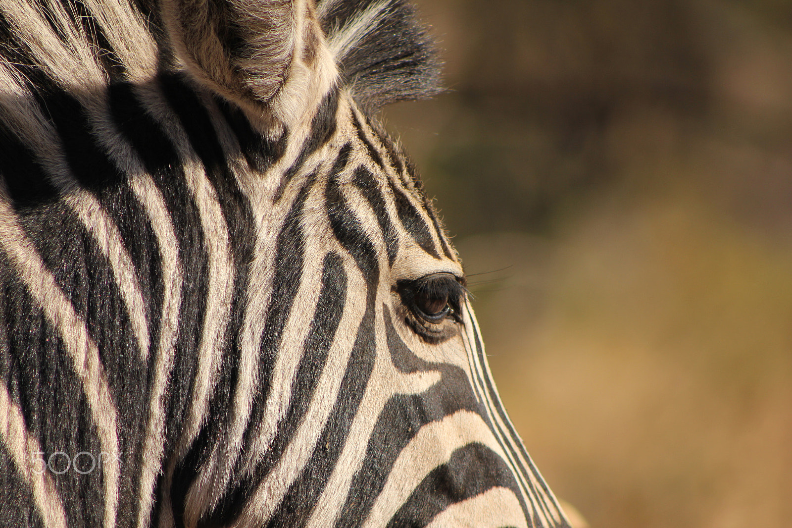 Canon EF 75-300mm f/4-5.6 USM sample photo. A zebra in the pilanesberg photography