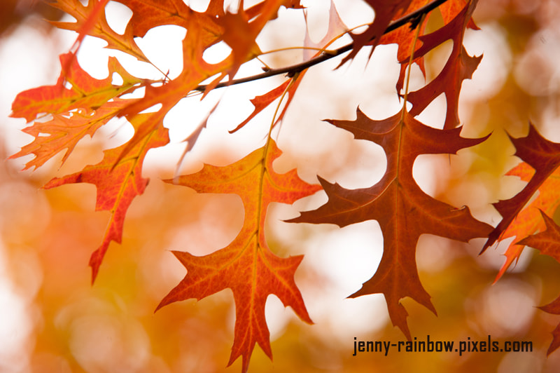 Sigma 70-200mm F2.8 EX DG Macro HSM II sample photo. Orange leaves of japanese maple tree at autumn photography