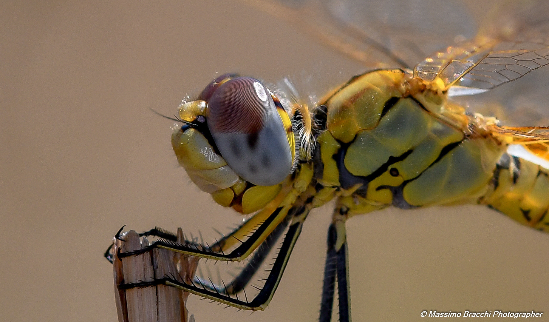 Sigma 105mm F2.8 EX DG OS HSM sample photo. Macro - libellula - dragonfly photography