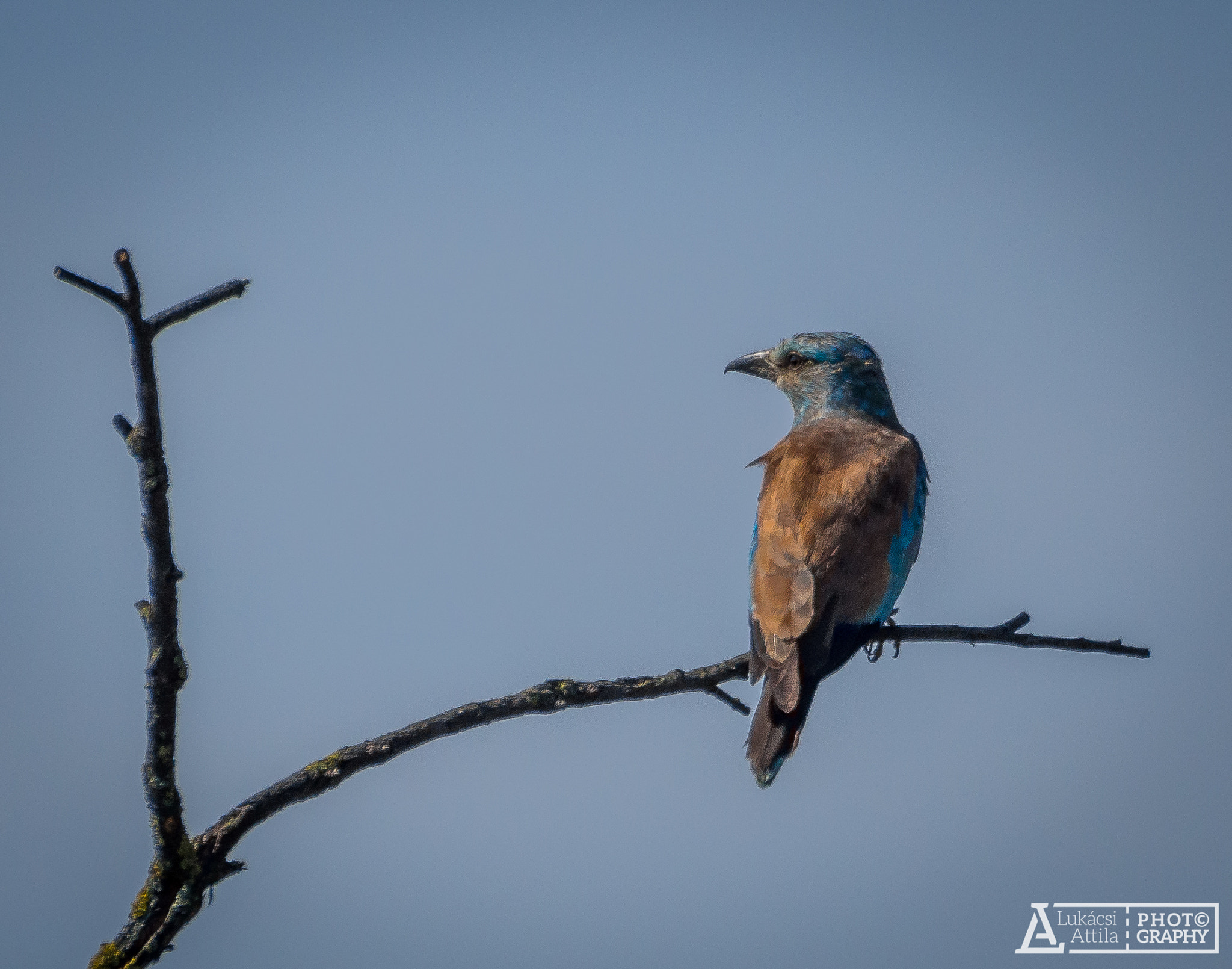 Olympus Zuiko Digital ED 70-300mm F4.0-5.6 sample photo. Waiting for a prey photography