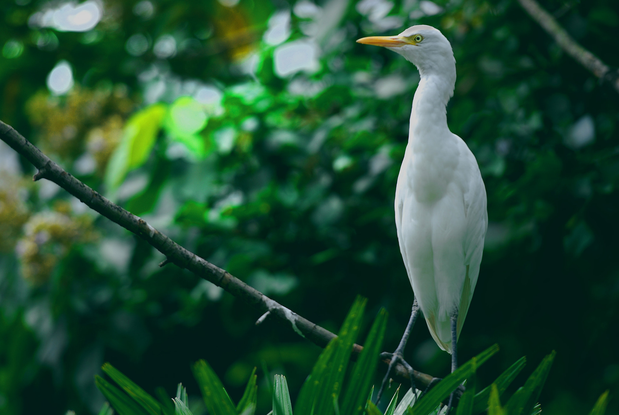 Nikon D80 sample photo. The serious bird photography