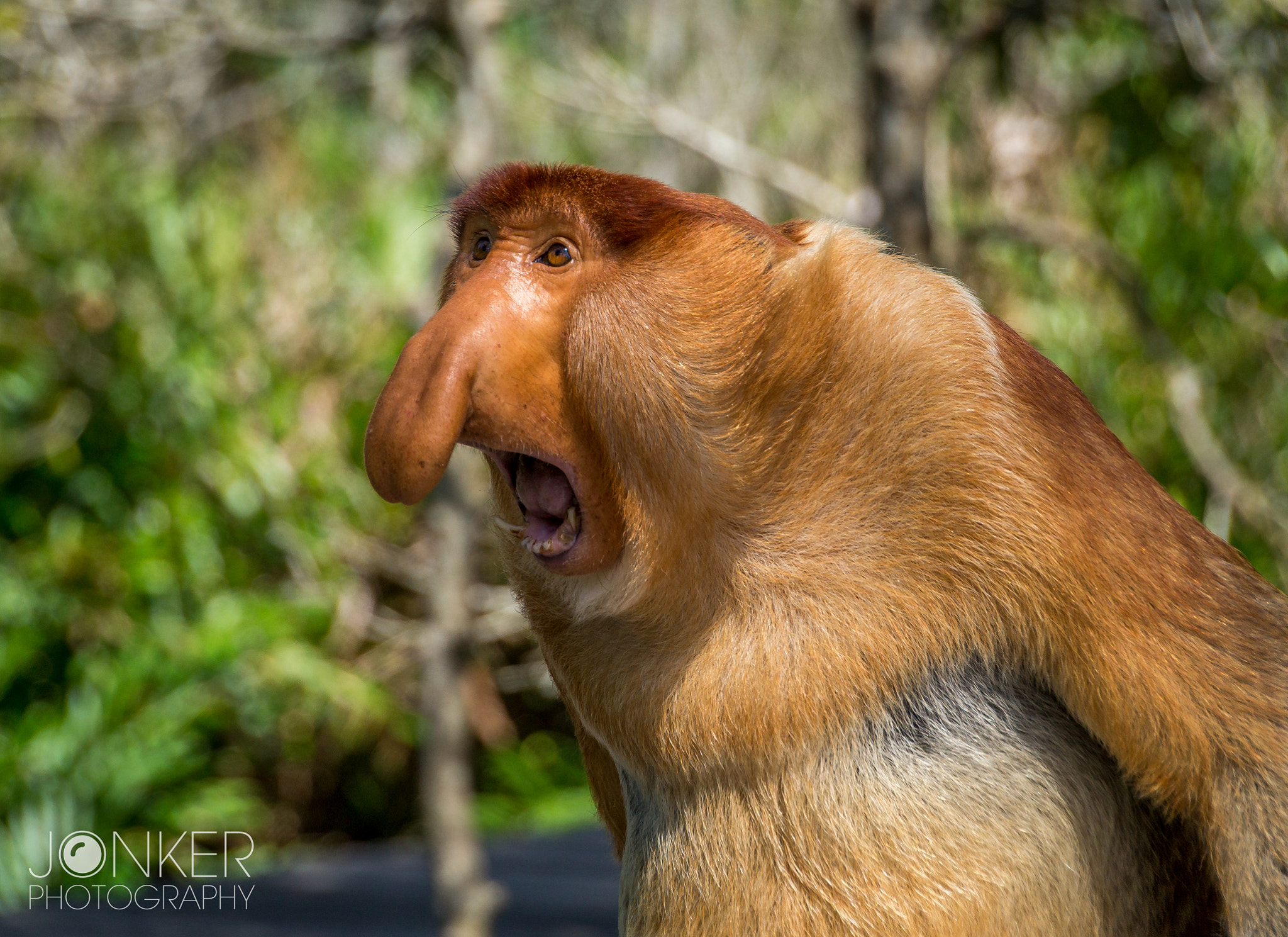 Sony SLT-A58 + Tamron 18-270mm F3.5-6.3 Di II PZD sample photo. Proboscis monkey, borneo photography