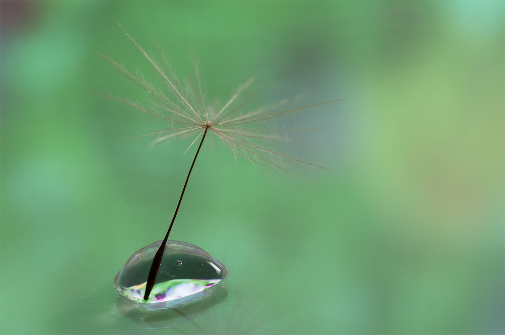 Sigma 150mm F2.8 EX DG OS Macro HSM sample photo. I am a little tree photography