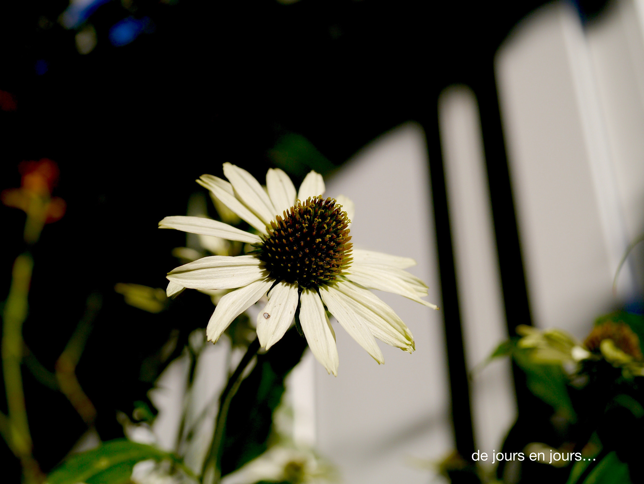 Panasonic Lumix G Macro 30mm F2.8 ASPH Mega OIS sample photo. De jours en jours... photography