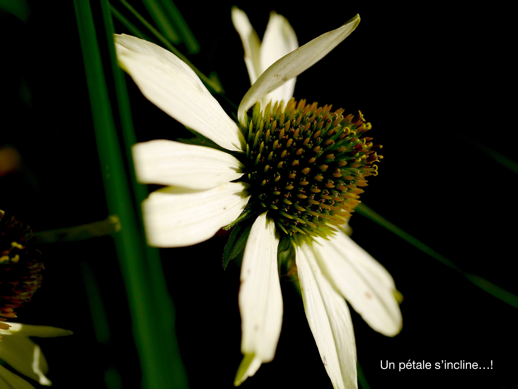 Panasonic Lumix DMC-GX1 + Panasonic Lumix G Macro 30mm F2.8 ASPH Mega OIS sample photo. Un coucou du pétale... photography