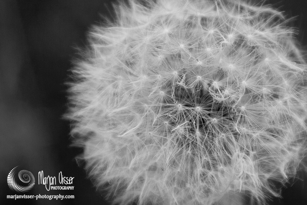 Canon EOS 400D (EOS Digital Rebel XTi / EOS Kiss Digital X) sample photo. Dandelion seed head photography