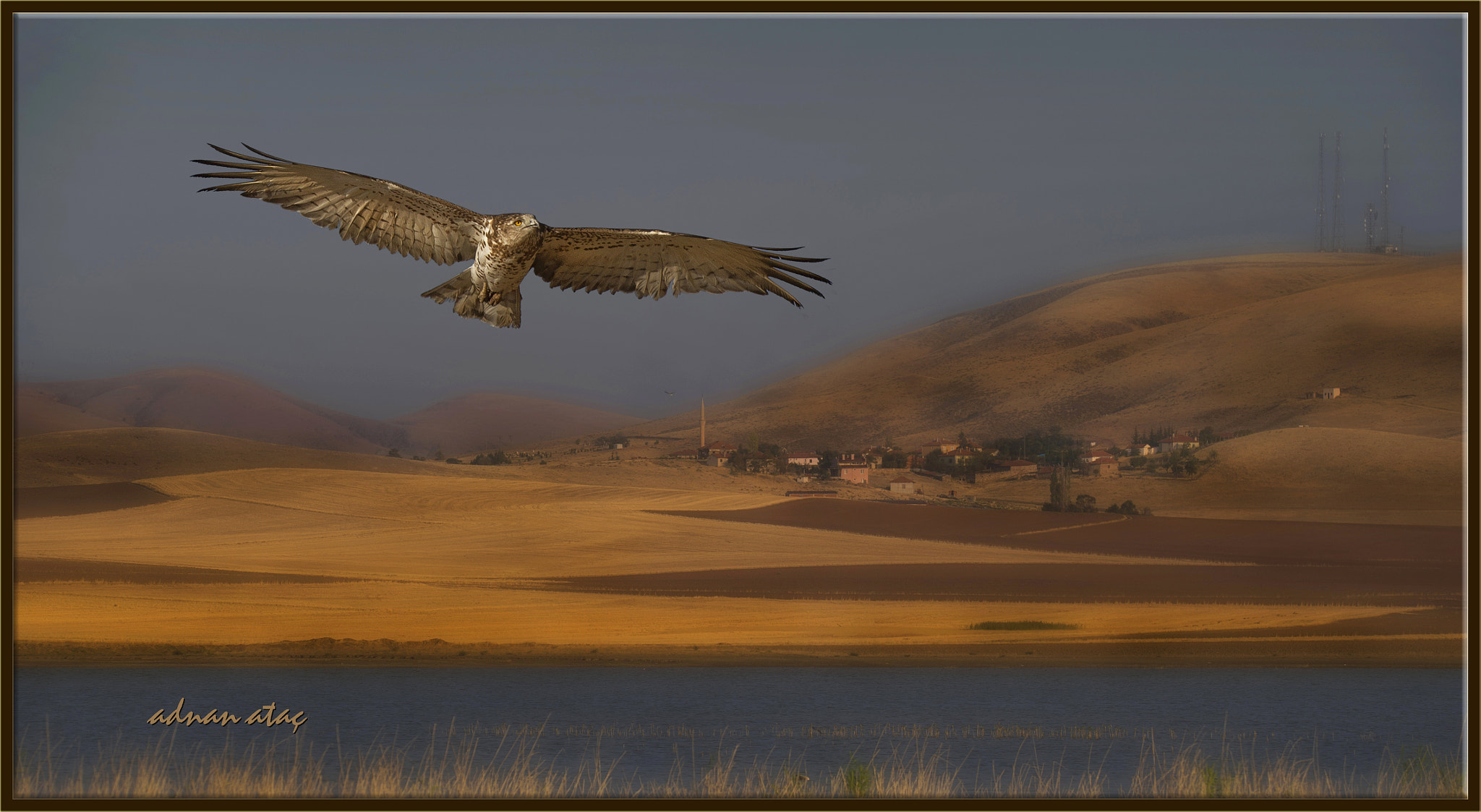 Sigma 150-600mm F5-6.3 DG OS HSM | S sample photo. Yılan kartalı - short toed snake eagle - circaetus gallicus photography