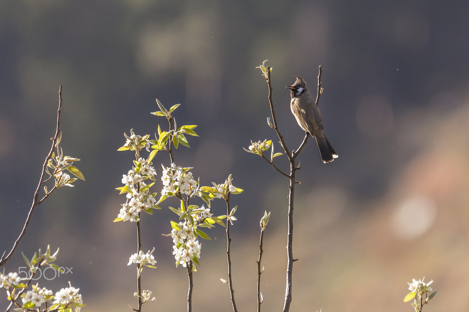 Tamron SP 150-600mm F5-6.3 Di VC USD sample photo. Firm photography