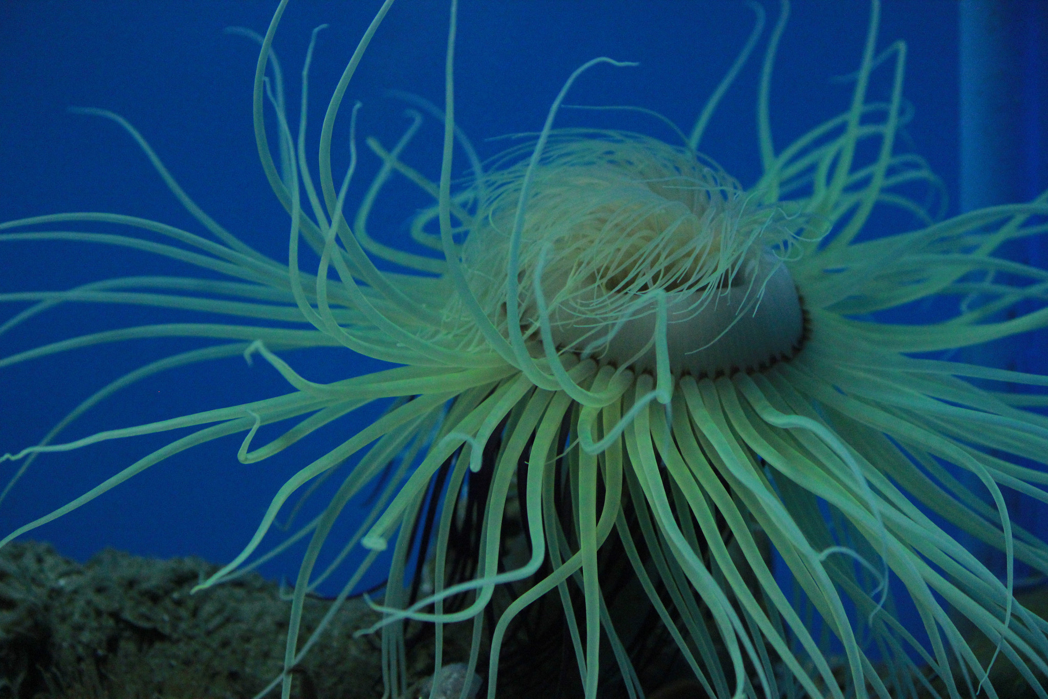 Canon EOS 600D (Rebel EOS T3i / EOS Kiss X5) sample photo. Sea anemone photography