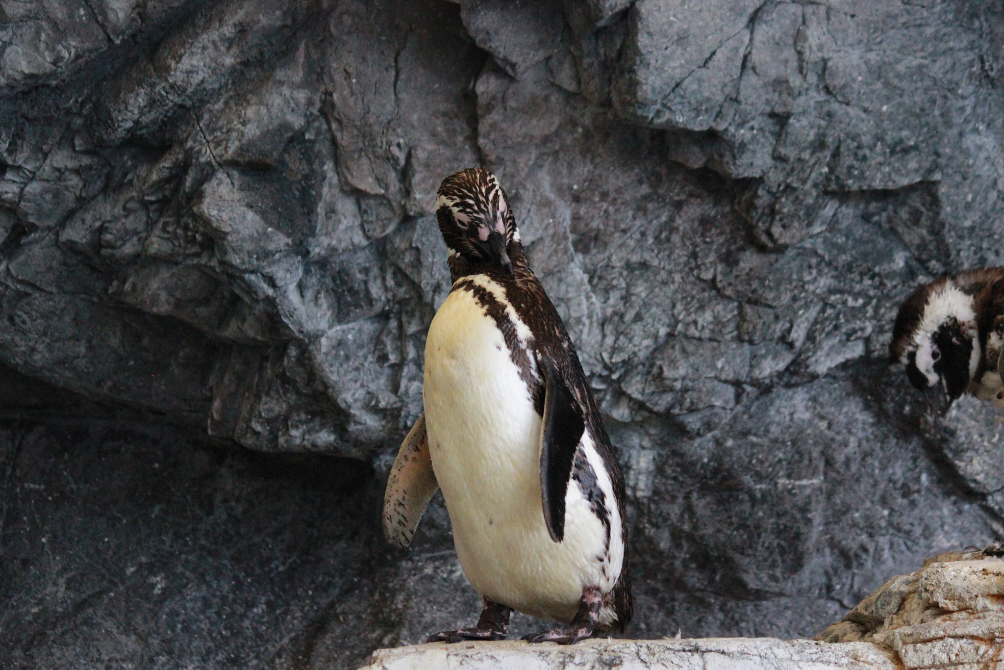 Canon EOS 600D (Rebel EOS T3i / EOS Kiss X5) sample photo. Penguin photography