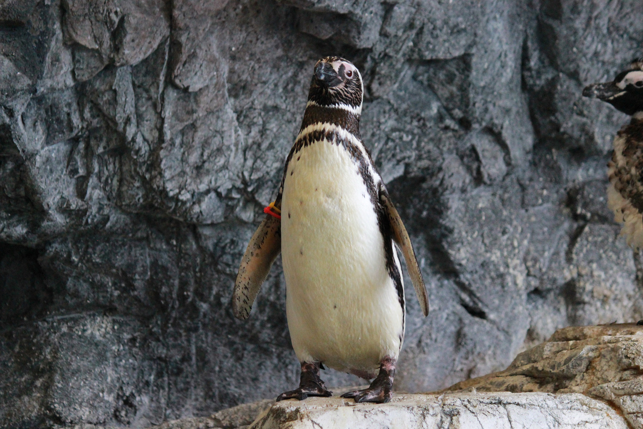 Canon EOS 600D (Rebel EOS T3i / EOS Kiss X5) sample photo. Penguin photography