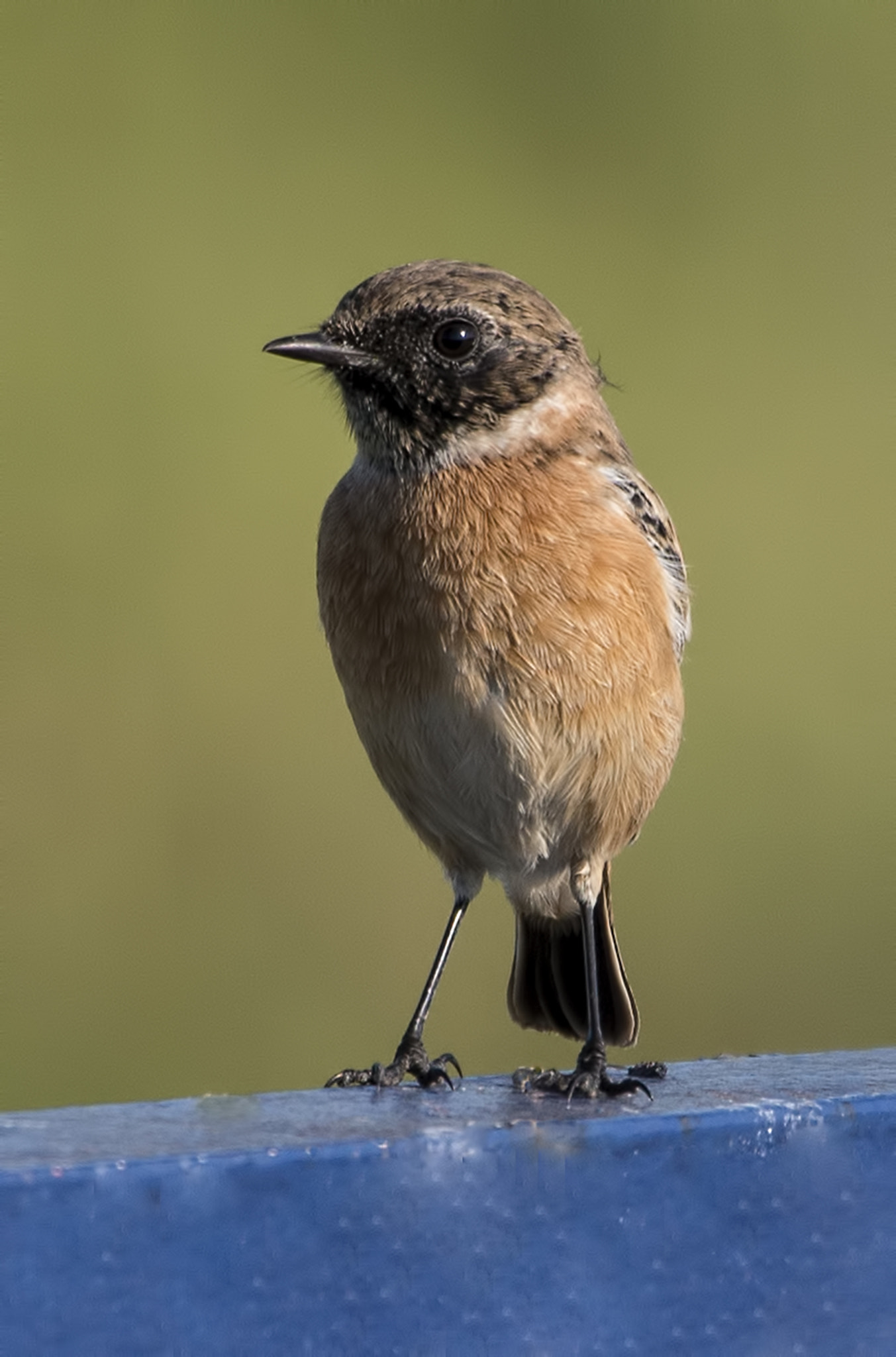 Nikon D600 + Nikon AF-S Nikkor 200-500mm F5.6E ED VR sample photo. Youngster(a whinchat) photography
