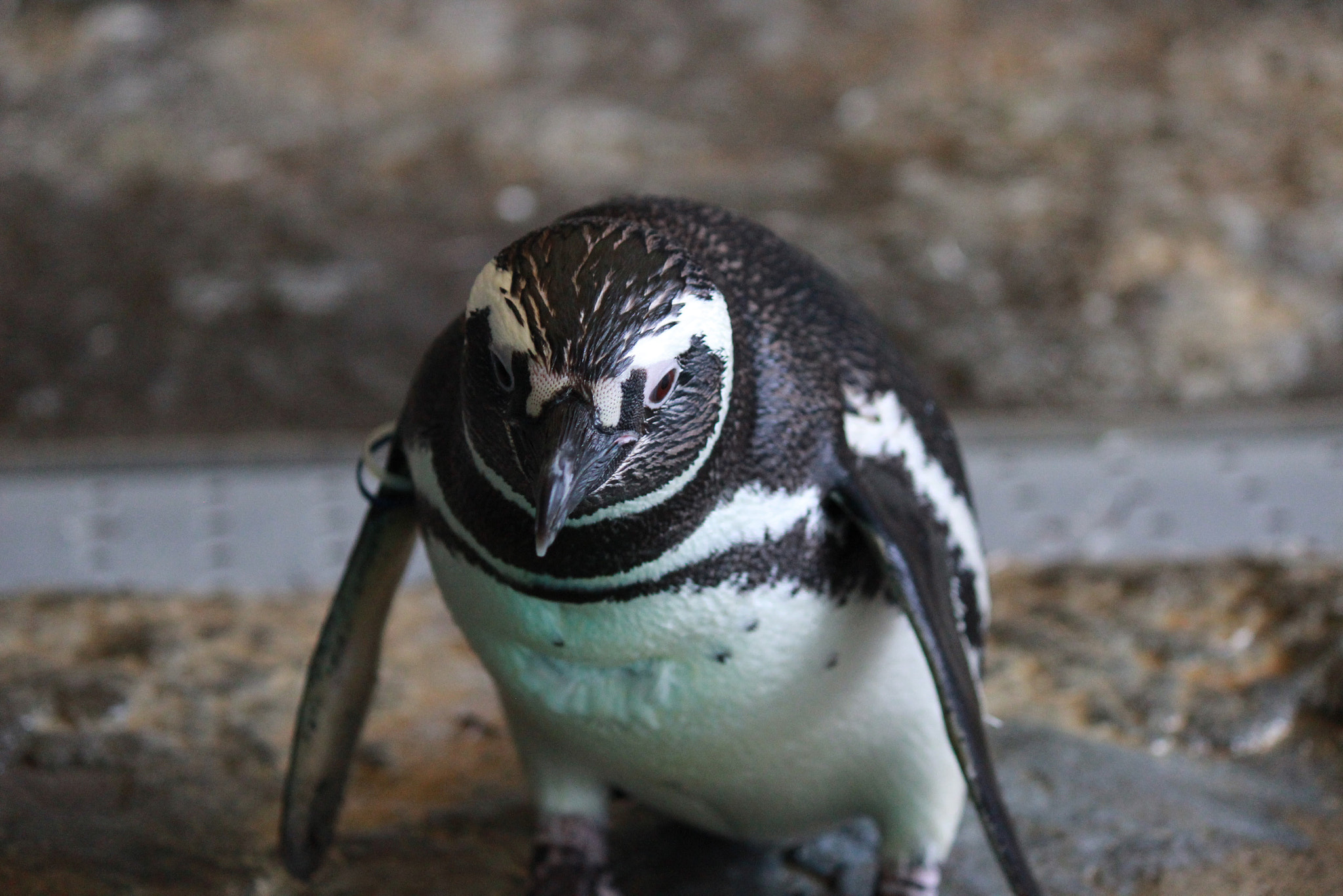 Canon EOS 600D (Rebel EOS T3i / EOS Kiss X5) sample photo. Penguin photography