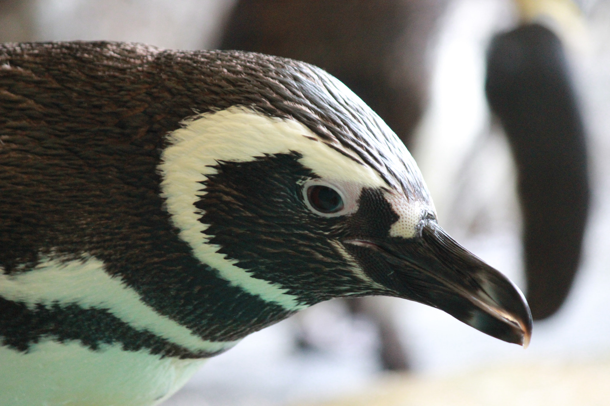 Canon EOS 600D (Rebel EOS T3i / EOS Kiss X5) sample photo. Penguin photography