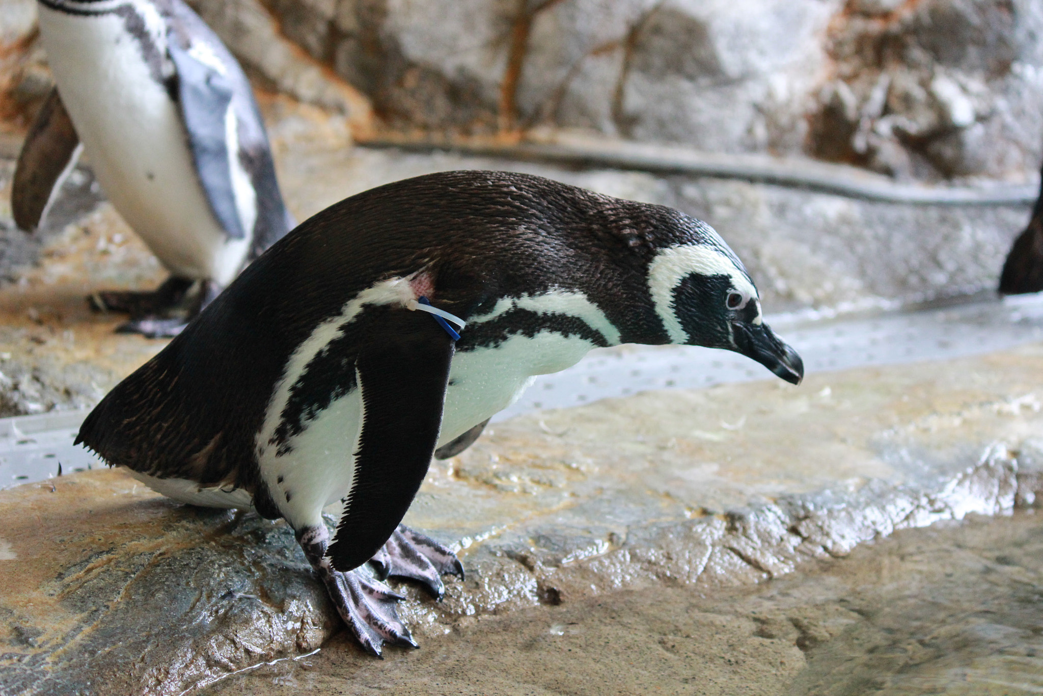 Canon EOS 600D (Rebel EOS T3i / EOS Kiss X5) sample photo. Penguin photography