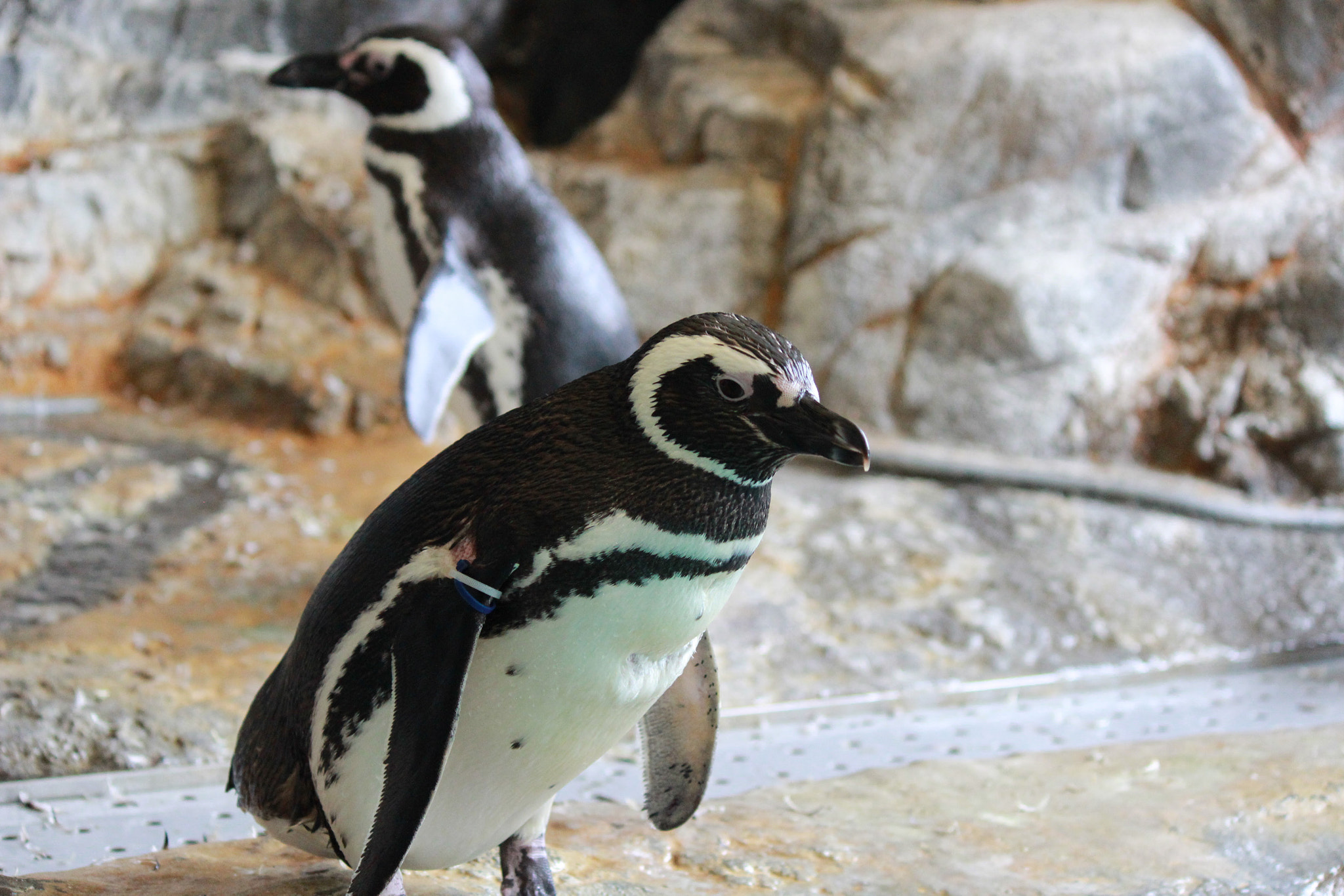 Canon EOS 600D (Rebel EOS T3i / EOS Kiss X5) sample photo. Penguin photography