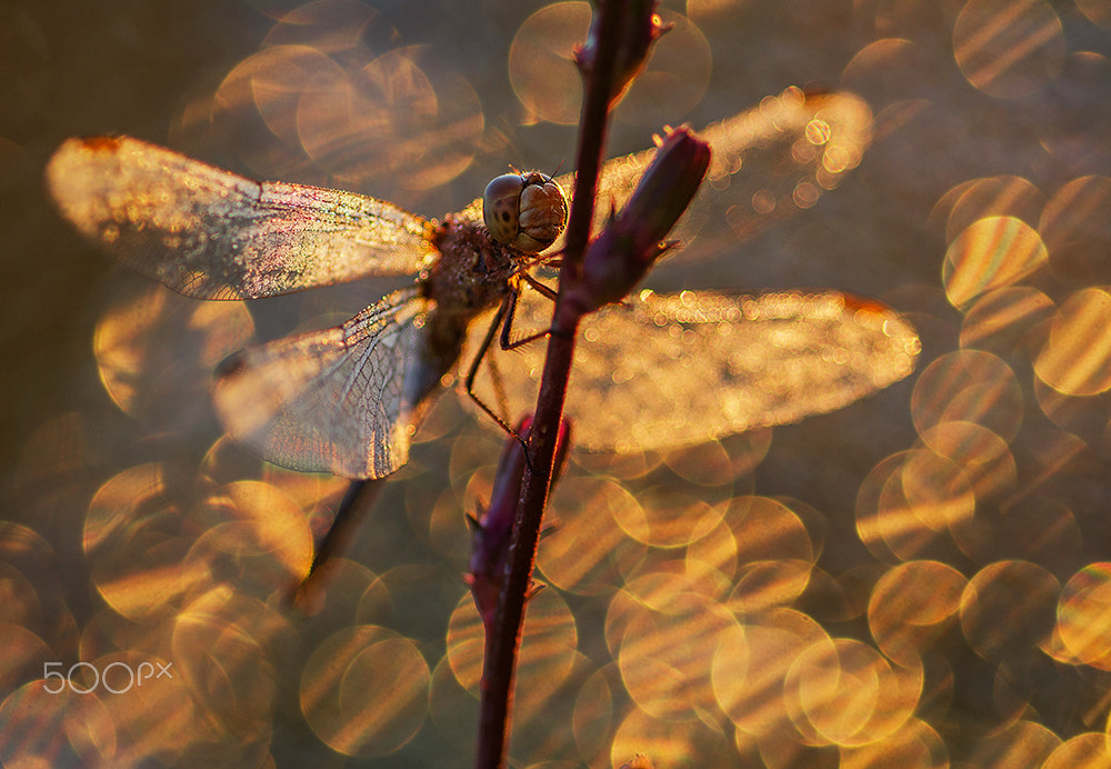 Sigma 105mm F2.8 EX DG Macro sample photo. Awakening photography