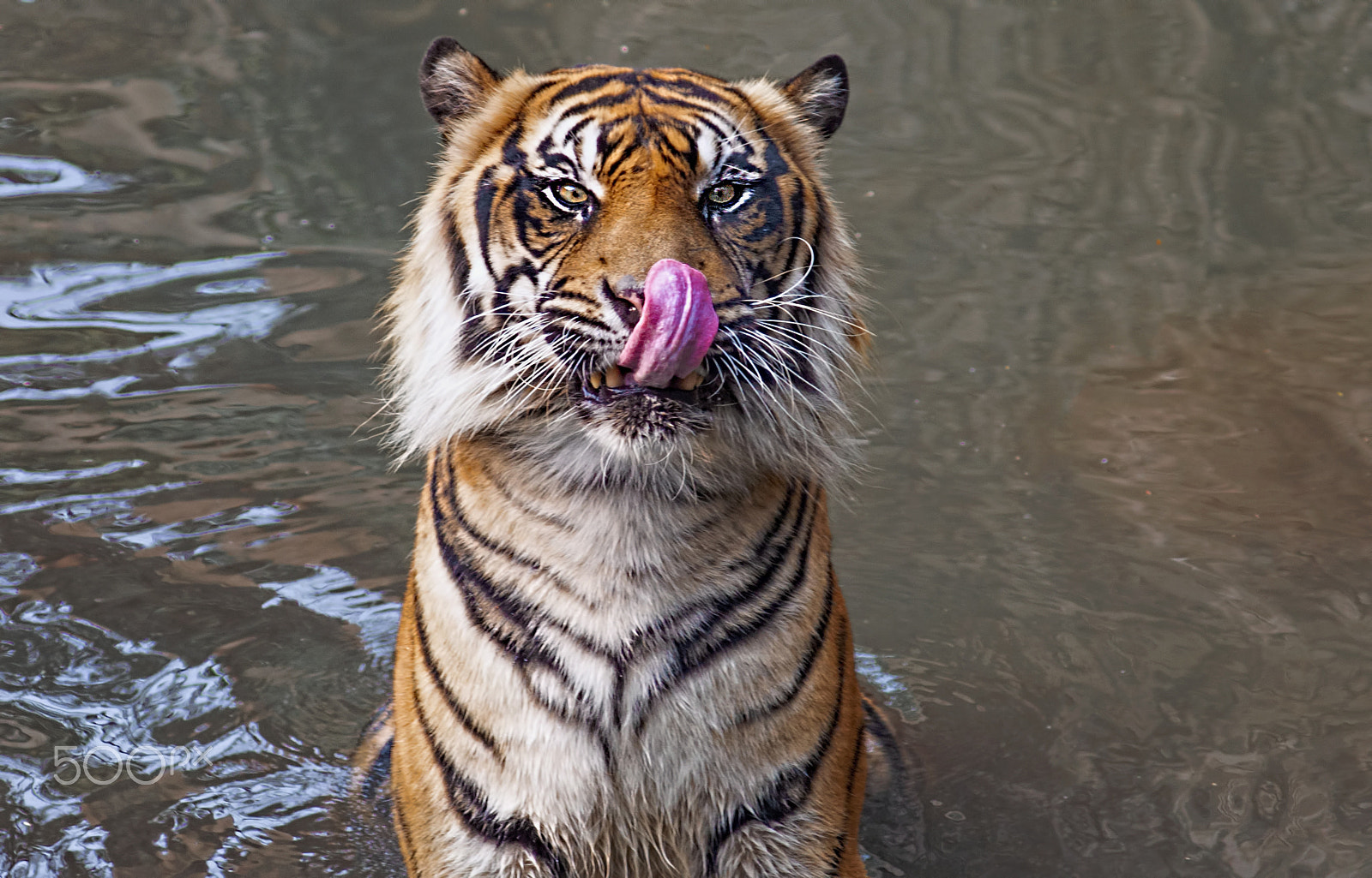 AF Zoom-Nikkor 75-300mm f/4.5-5.6 sample photo. Lunch please... photography