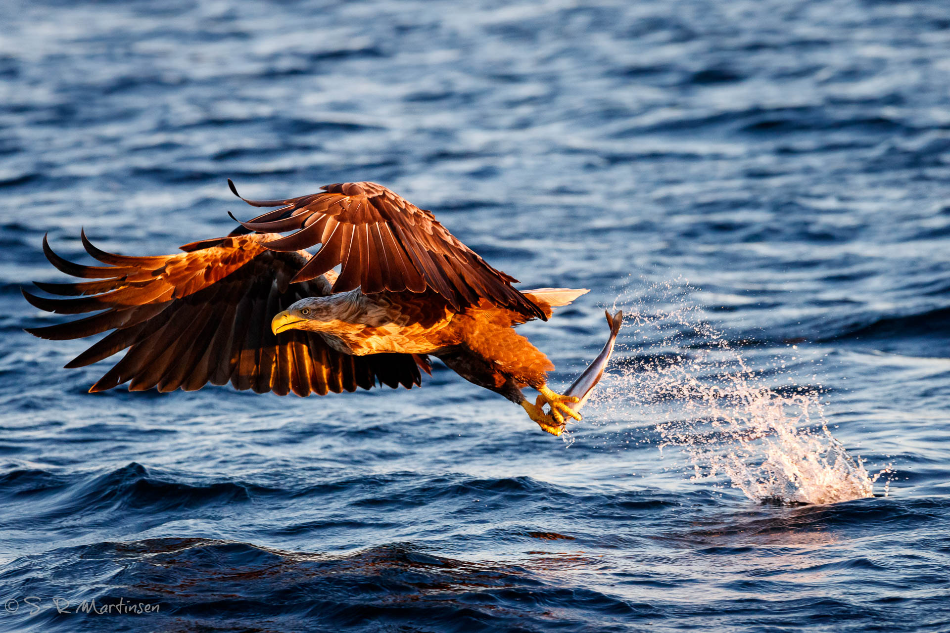 Canon EF 300mm F2.8L IS USM sample photo. White-tail photography