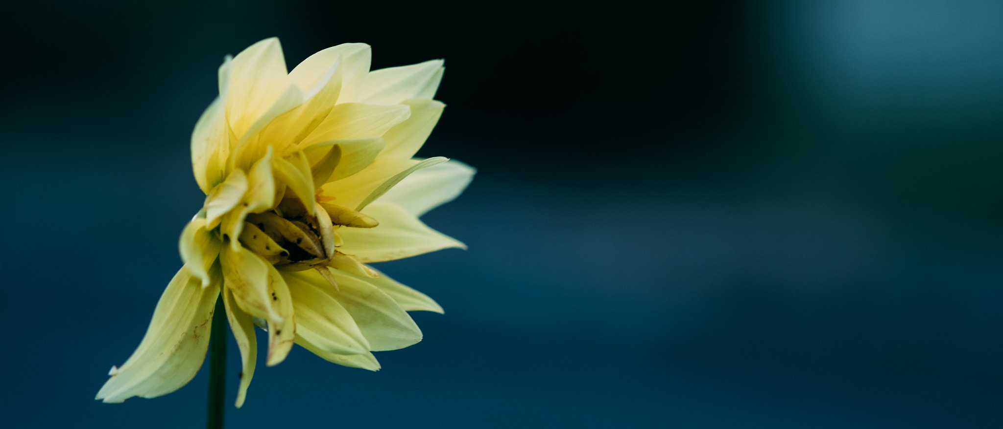 Fujifilm X-Pro2 + Fujifilm XF 60mm F2.4 R Macro sample photo. Waiting and wilting photography