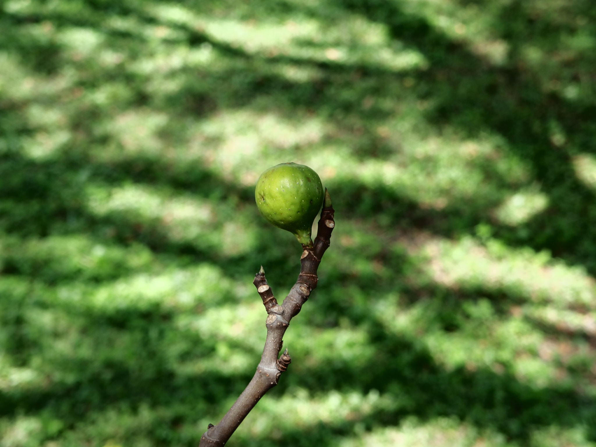 PENTAX RICOH IMAGING PENTAX MX-1 sample photo. Fig photography
