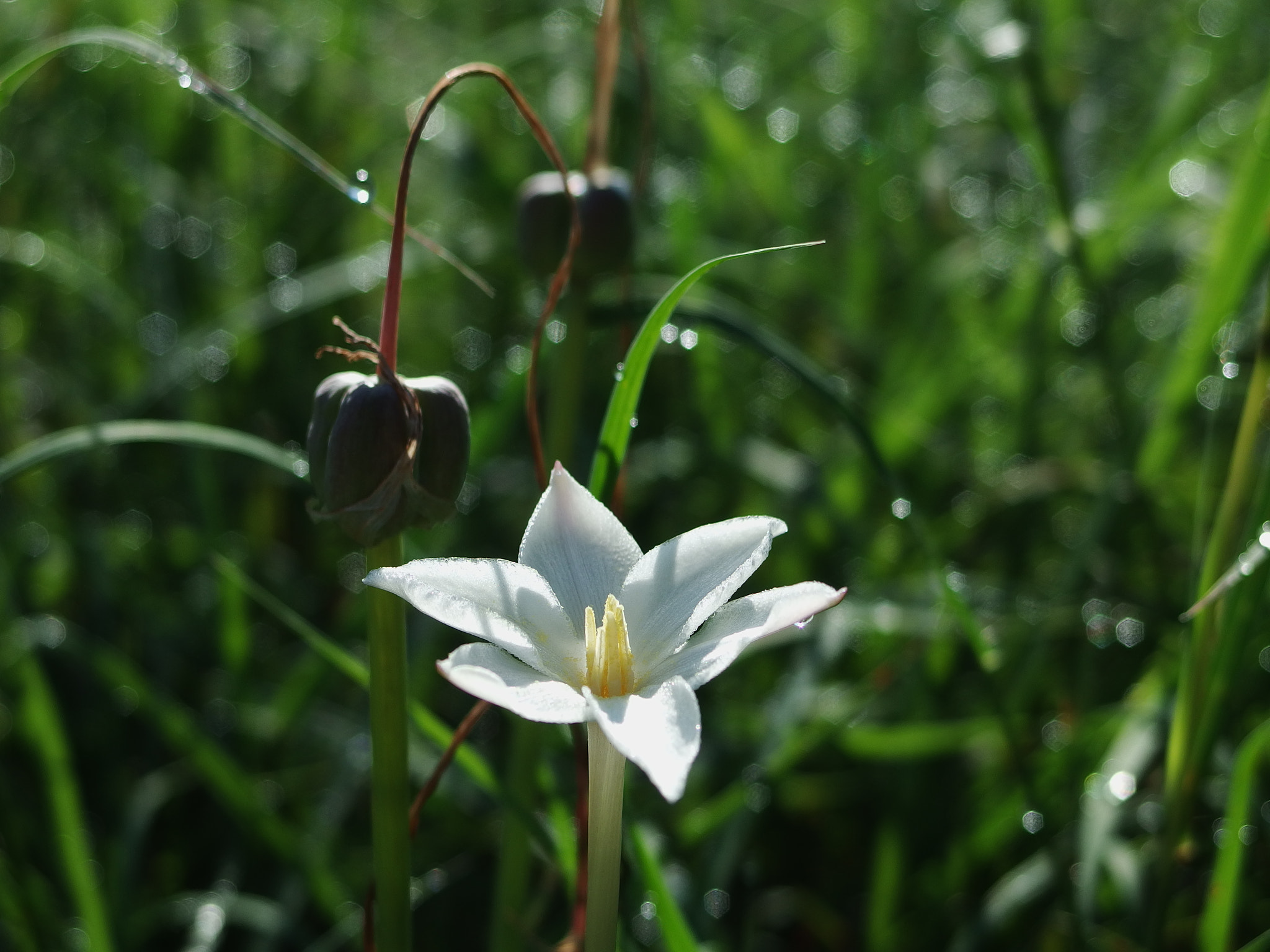 PENTAX RICOH IMAGING PENTAX MX-1 sample photo. Rain lily photography