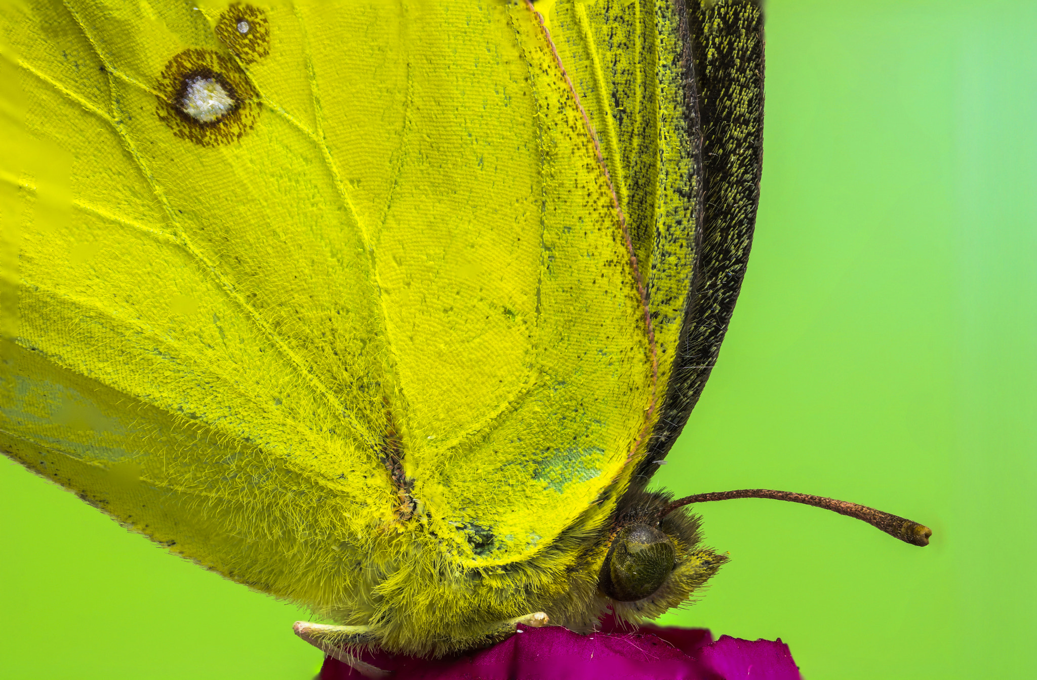Canon MP-E 65mm F2.5 1-5x Macro Photo sample photo. Mariposa photography