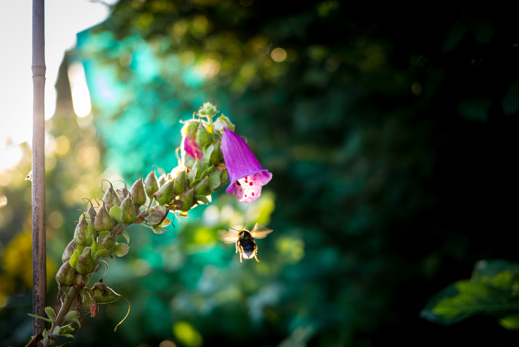 Panasonic Lumix DMC-G2 + Panasonic Lumix G 20mm F1.7 ASPH sample photo. Blossom photography