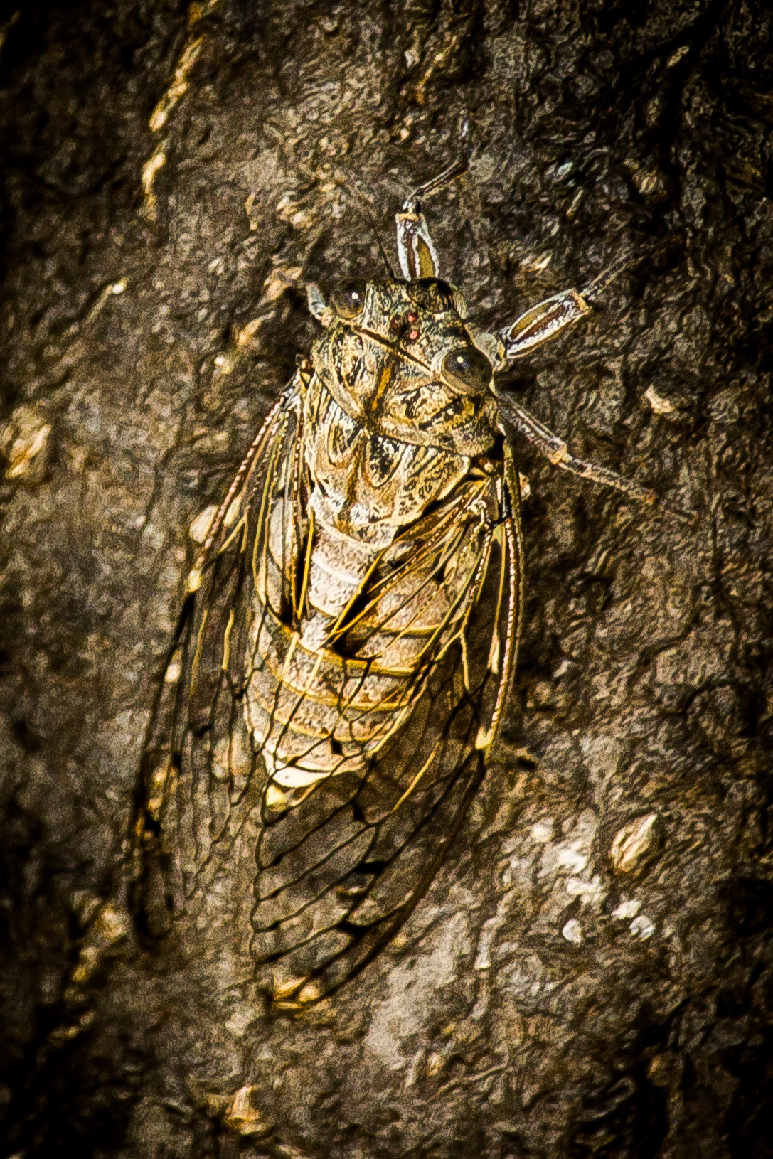 Canon EF-S 55-250mm F4-5.6 IS STM sample photo. Cicade in greece e02 photography