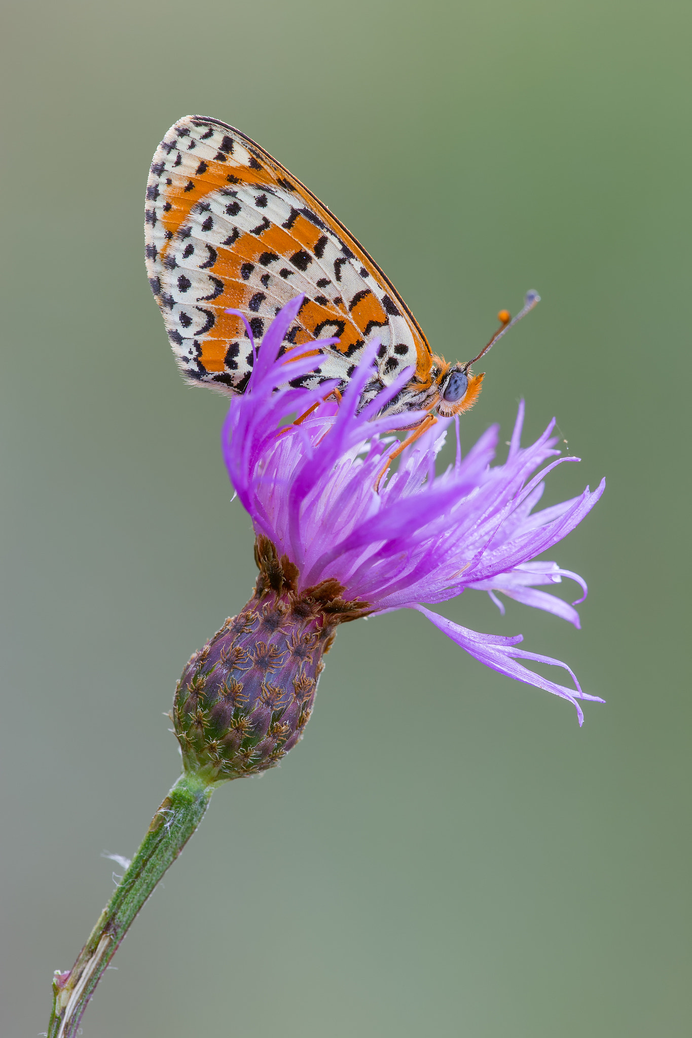 Canon EF 180mm F3.5L Macro USM sample photo. Melitaea didyma photography