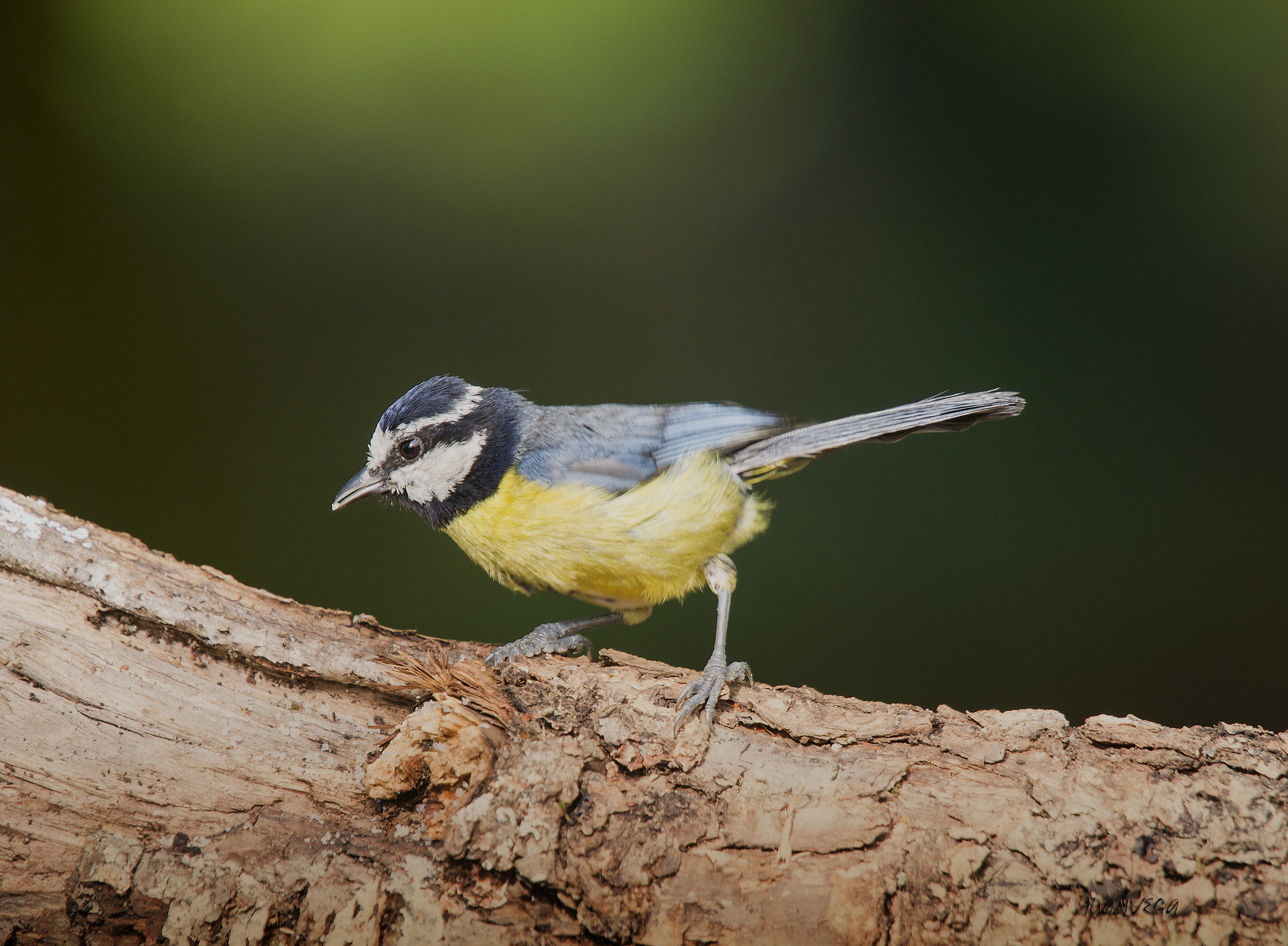 Sony Alpha DSLR-A850 + Minolta AF 300mm F2.8 HS-APO G sample photo. Herrerillo photography