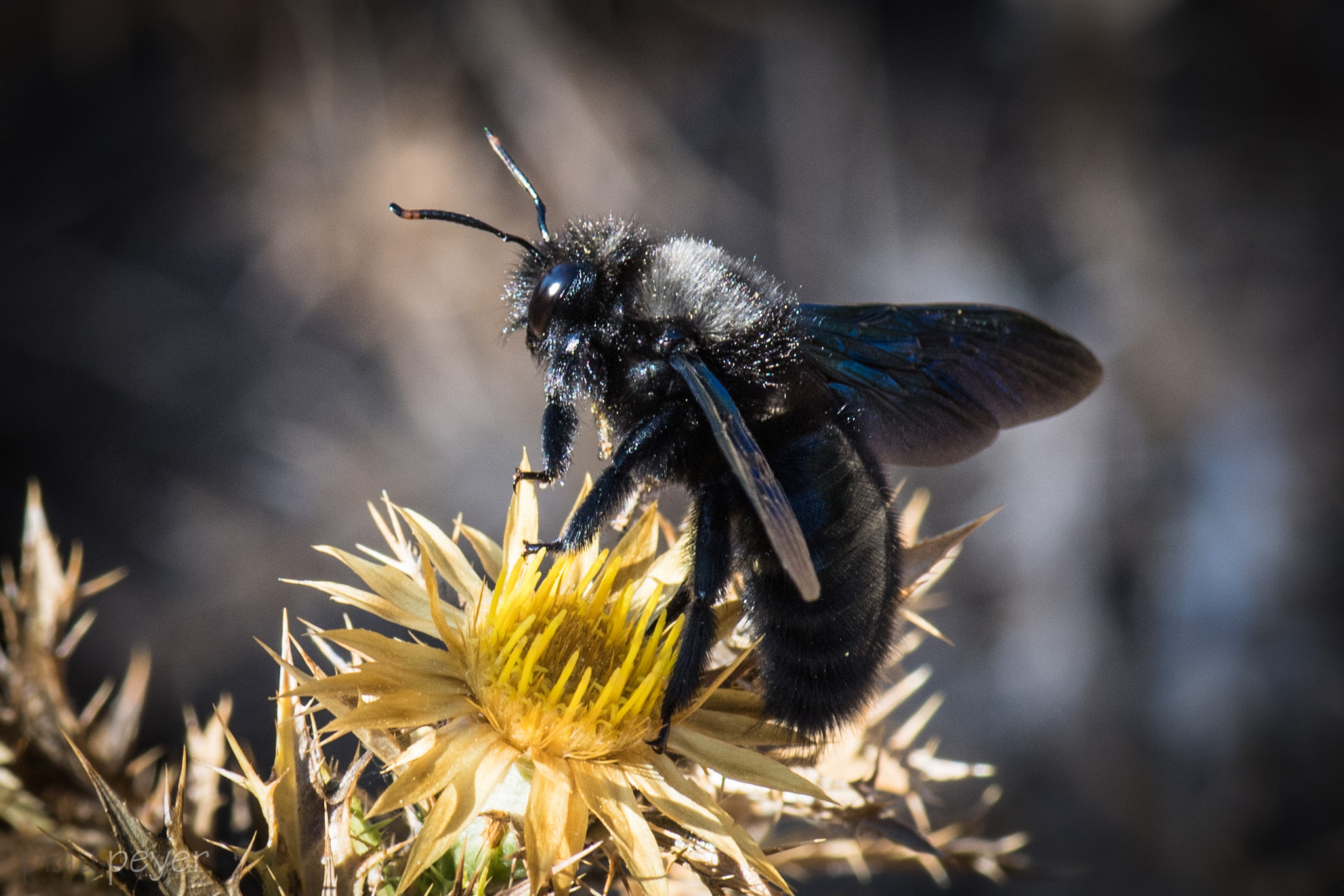 Nikon D5 sample photo. Carpenter bee photography