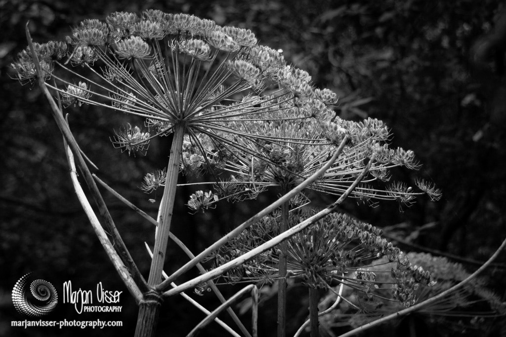 Canon EOS 400D (EOS Digital Rebel XTi / EOS Kiss Digital X) sample photo. Giant hogweed photography