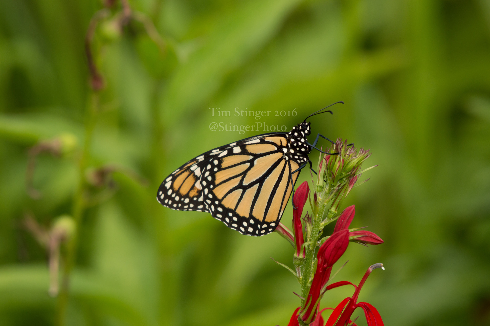 Nikon AF-S Nikkor 200-500mm F5.6E ED VR sample photo. Monarch butterfly on cardinal flower photography
