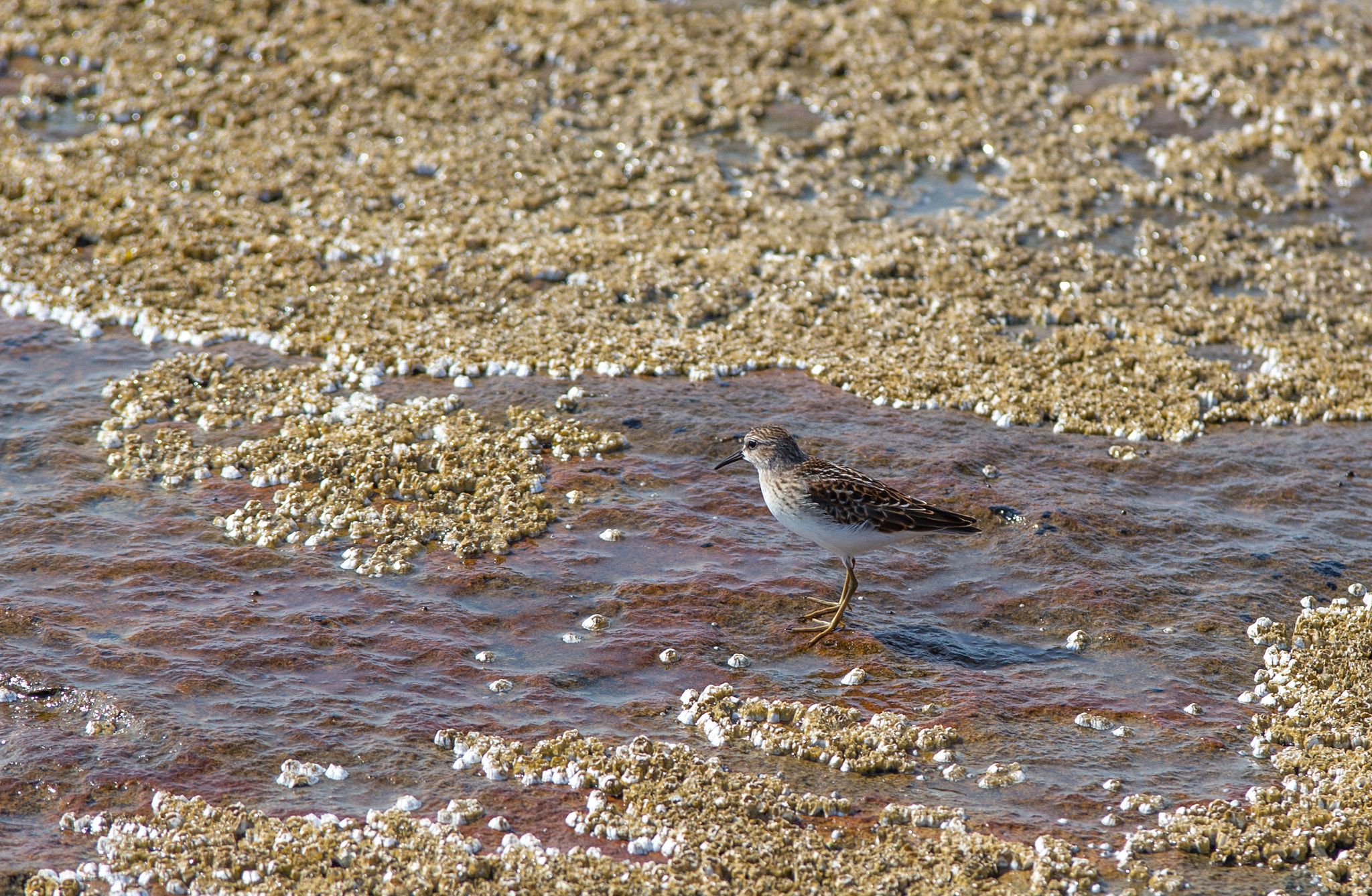 Tamron SP AF 70-200mm F2.8 Di LD (IF) MACRO sample photo. Sand ppiper photography