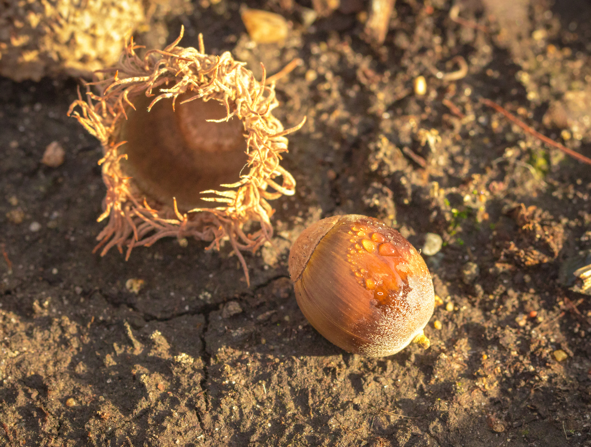 Canon EOS 760D (EOS Rebel T6s / EOS 8000D) sample photo. Launch of an acorn tree photography