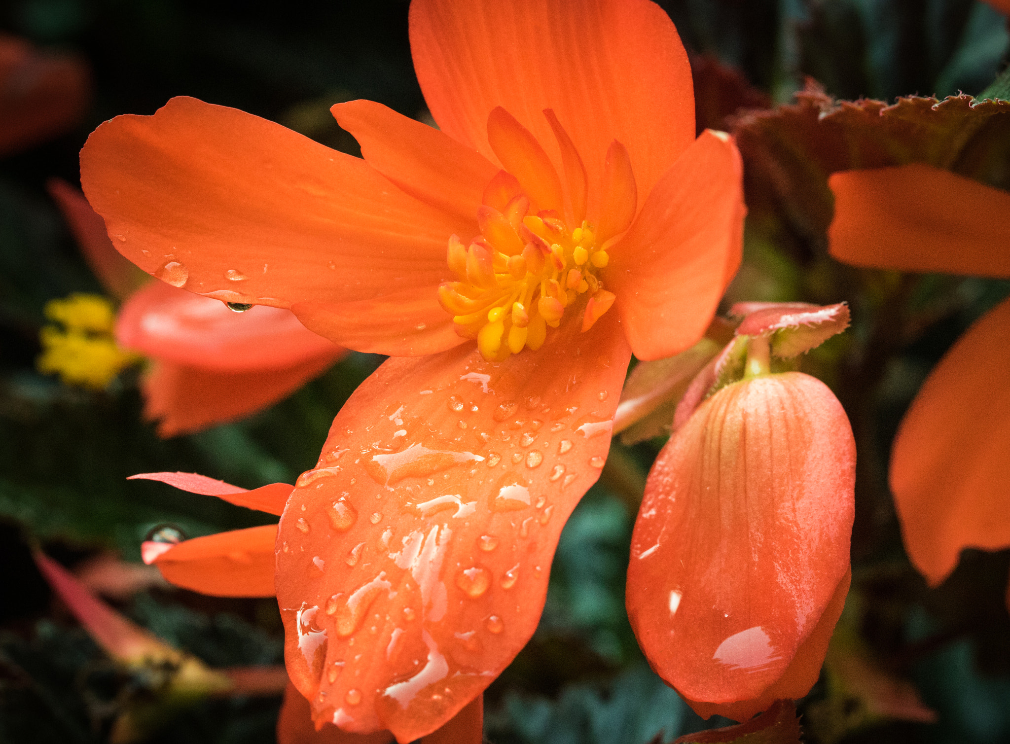 Canon EOS 760D (EOS Rebel T6s / EOS 8000D) + Canon EF 100mm F2.8L Macro IS USM sample photo. Orange flower petals in rain photography