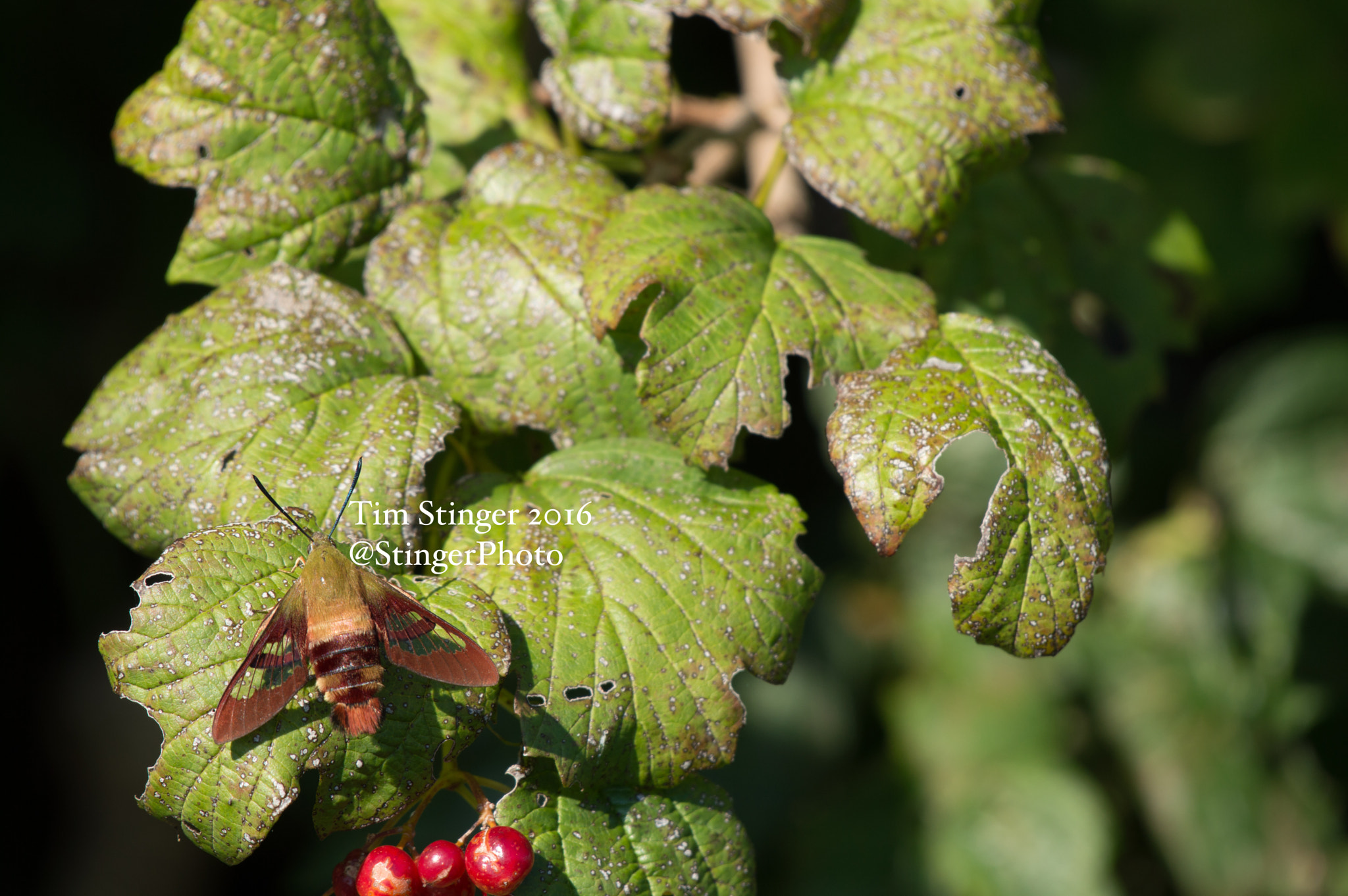 Nikon AF-S Nikkor 200-500mm F5.6E ED VR sample photo. Butterfly moth photography