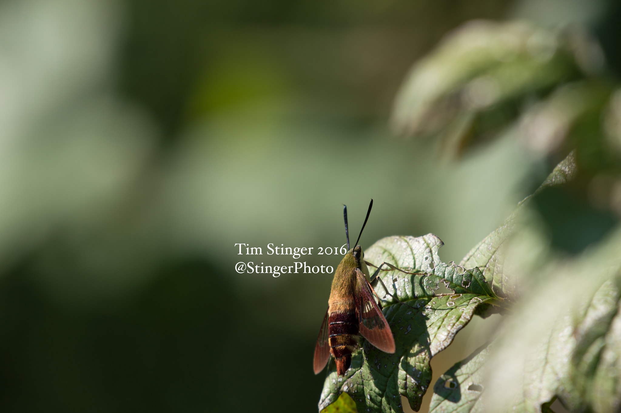 Nikon AF-S Nikkor 200-500mm F5.6E ED VR sample photo. Butterfly moth photography