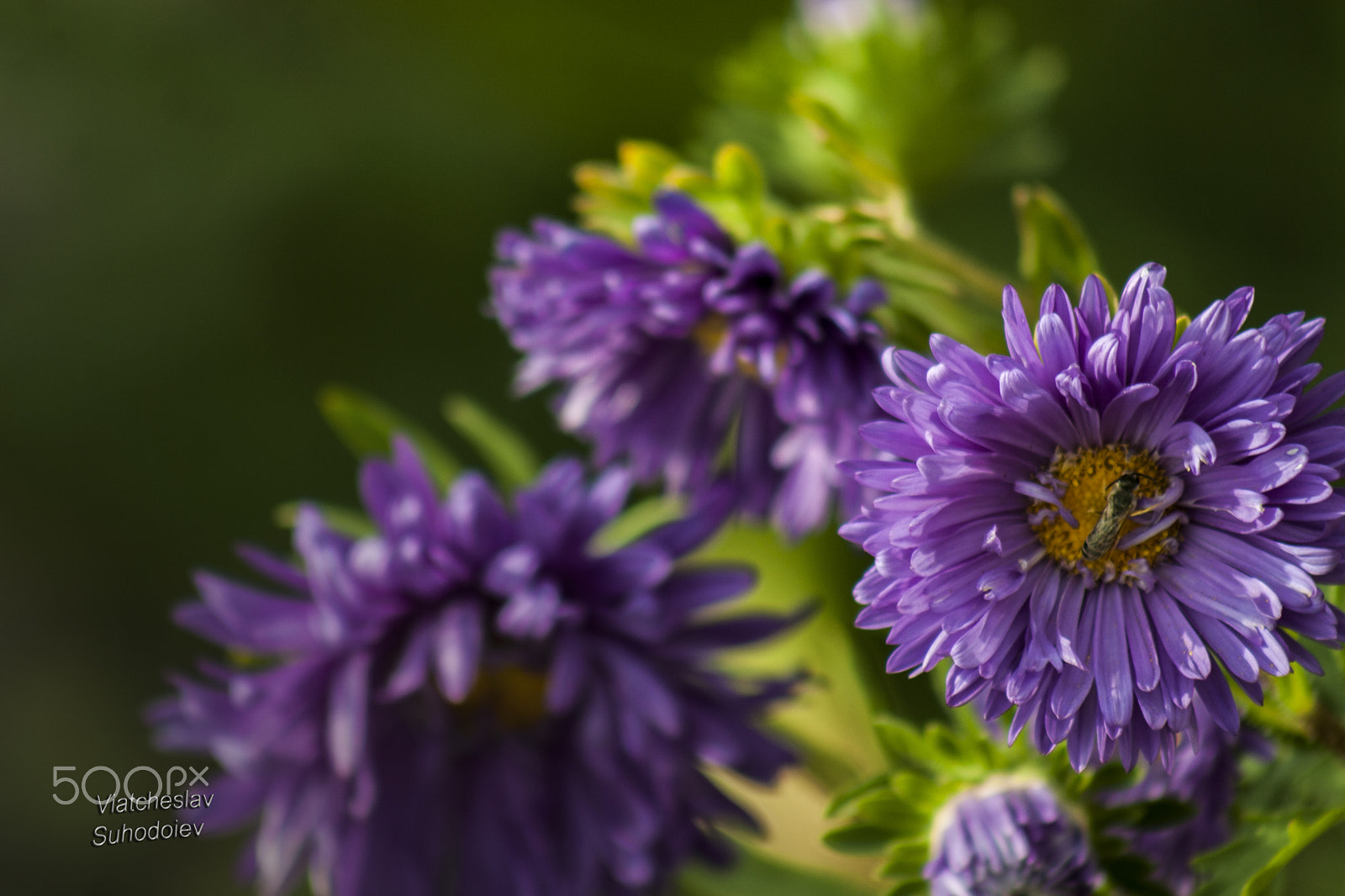 Canon EOS 30D + EF75-300mm f/4-5.6 sample photo. F@f photography