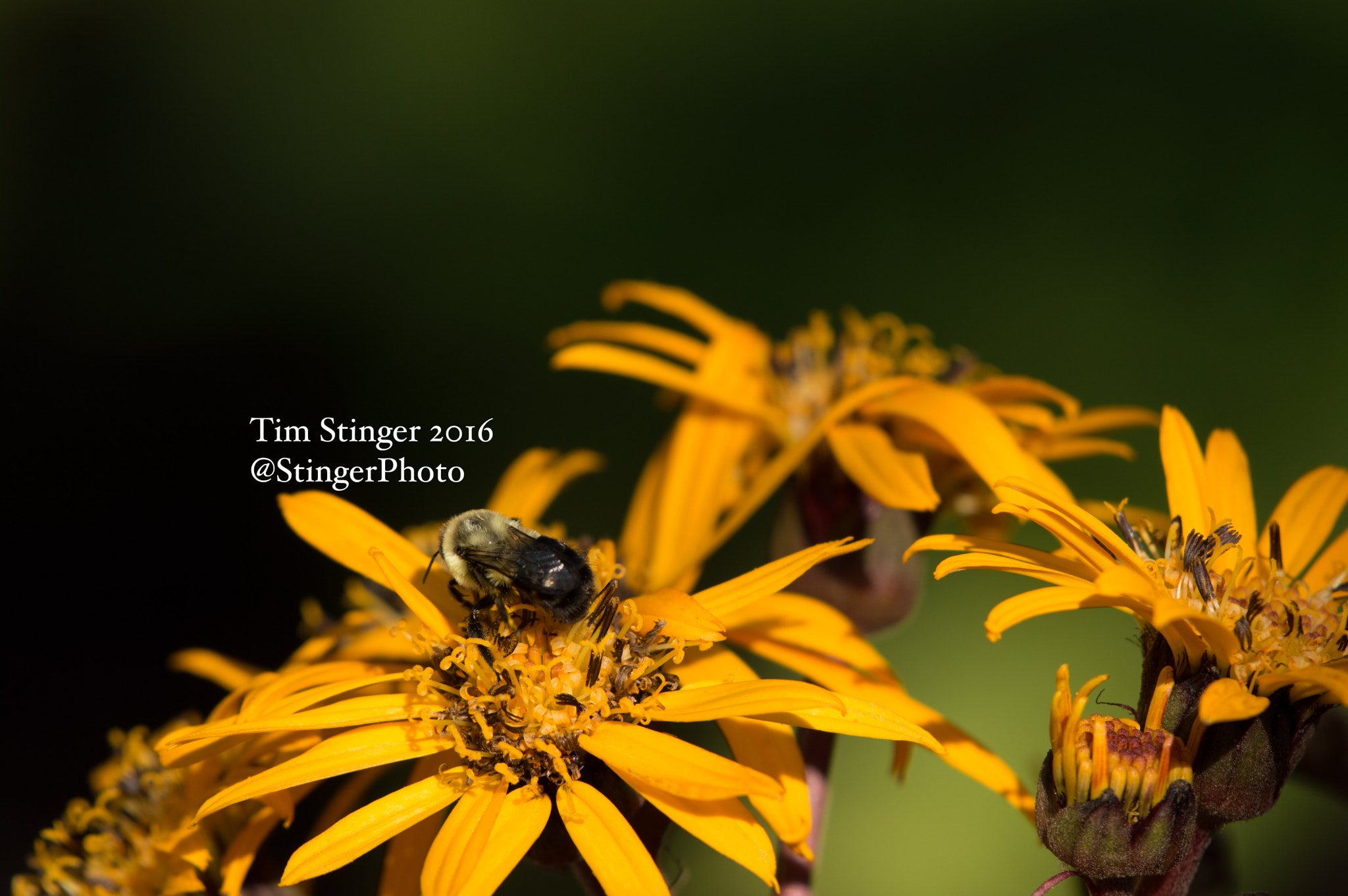 Nikon AF-S Nikkor 200-500mm F5.6E ED VR sample photo. Britt-marie crawford big-leaved goldenray photography