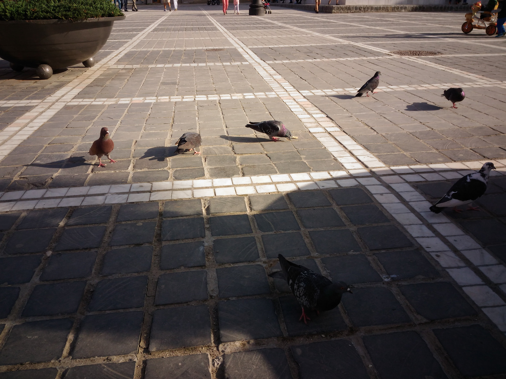 ASUS ZenFone Max (ZC550KL) sample photo. Pigeons photography
